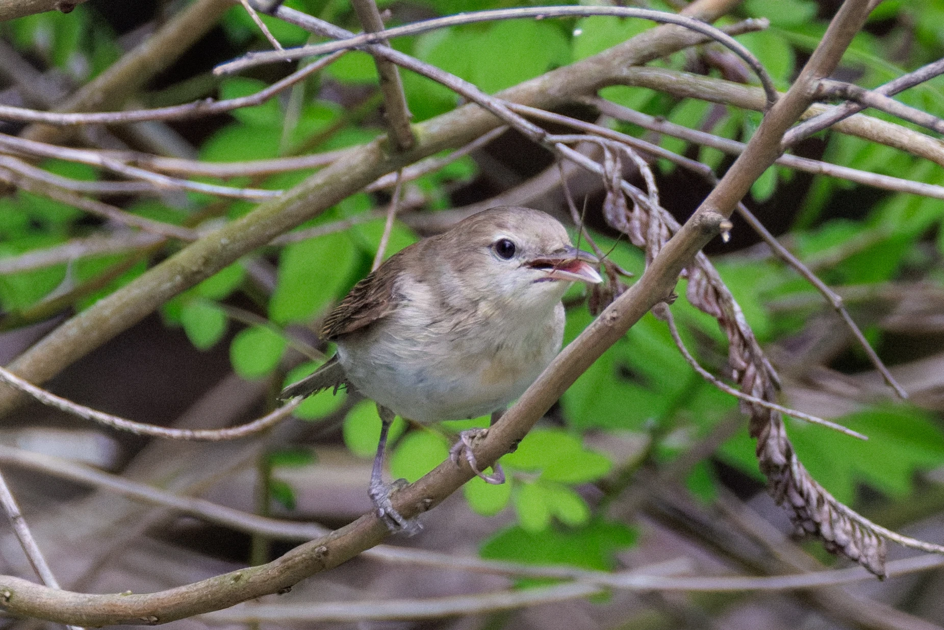 Garden Warbler, Danube Delta, Romania — photo by Orlando Prugel-Bennett