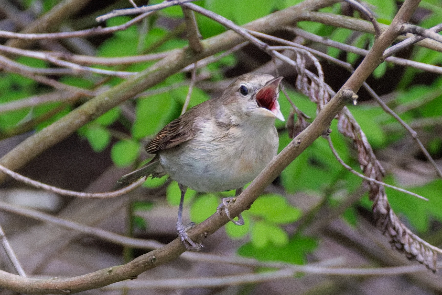 Garden Warbler, Danube Delta, Romania — photo by Orlando Prugel-Bennett