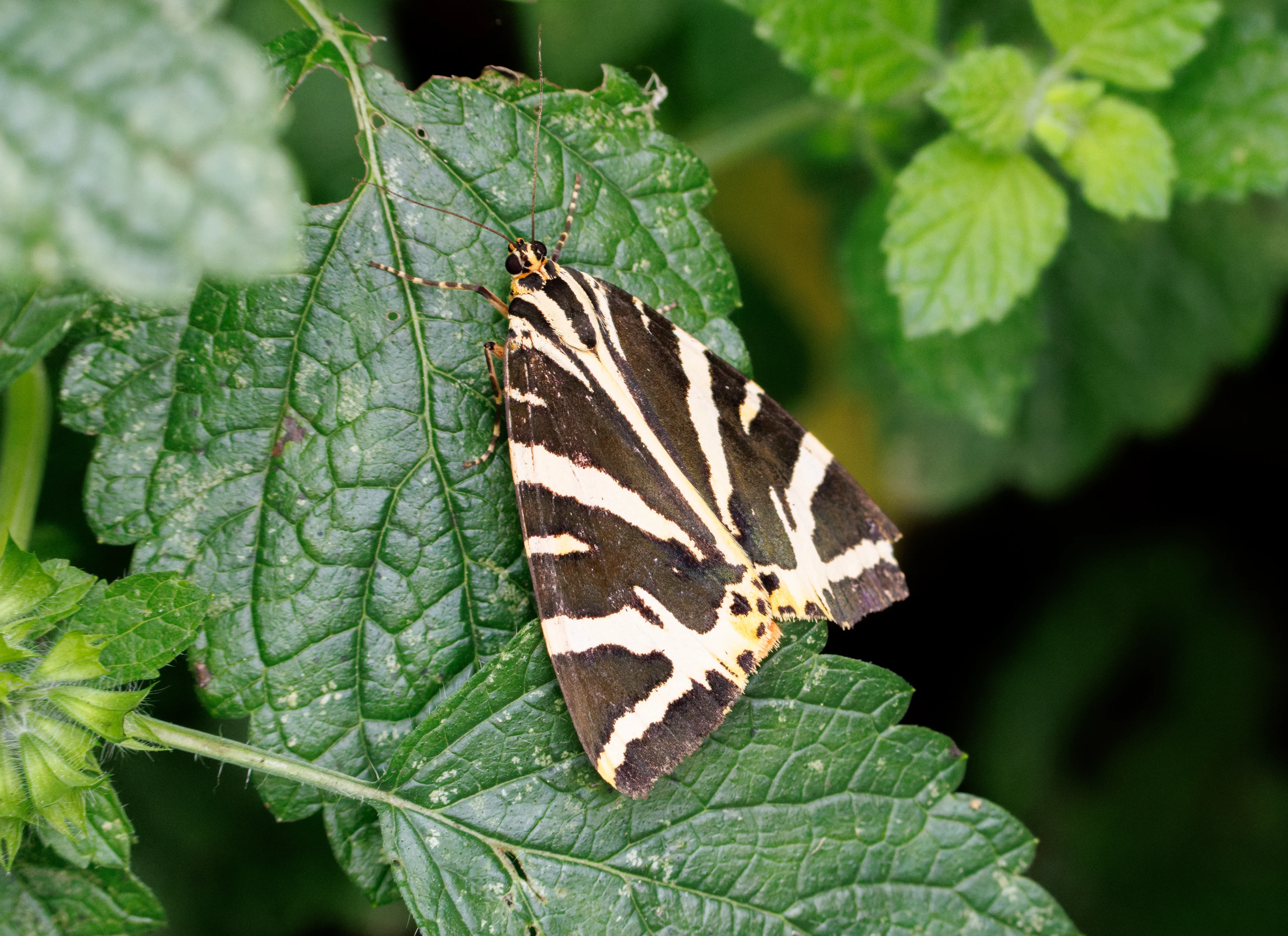 Jersey Tiger Moth, Eling, Hampshire, UK — photo by Orlando Prugel-Bennett