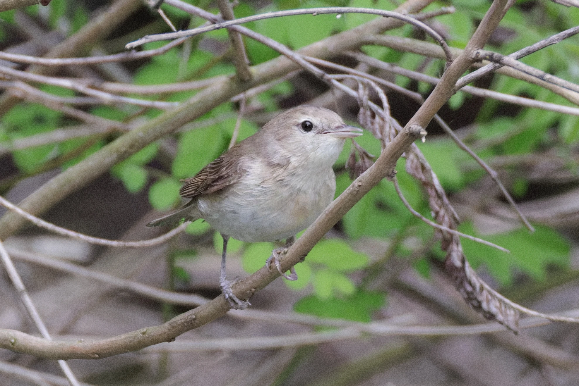 Garden Warbler, Danube Delta, Romania — photo by Orlando Prugel-Bennett