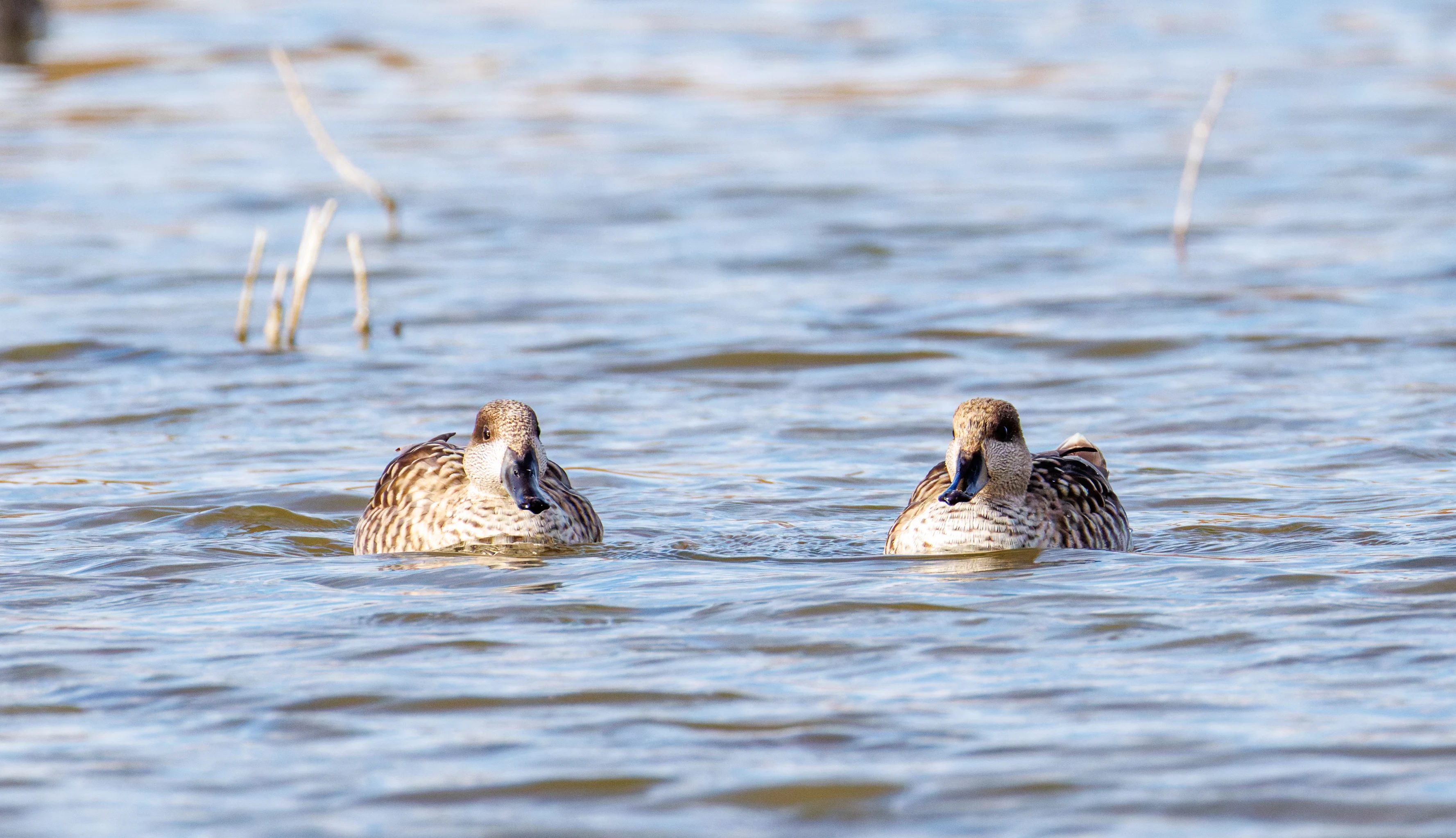 Marbled Teal, El Hondo, Spain — photo by Orlando Prugel-Bennett