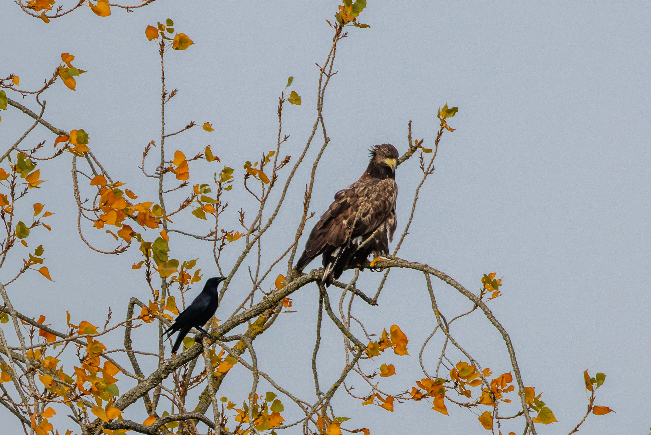 Juvenile White-tailed Eagle and Carrion Crow, Fishlake Meadows, Hampshire, UK — photo by Orlando Prugel-Bennett