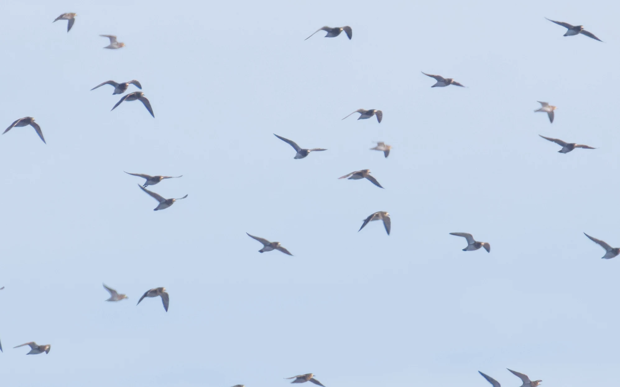 European Golden Plovers, Zeeland, Netherlands — photo by Orlando Prugel-Bennett
