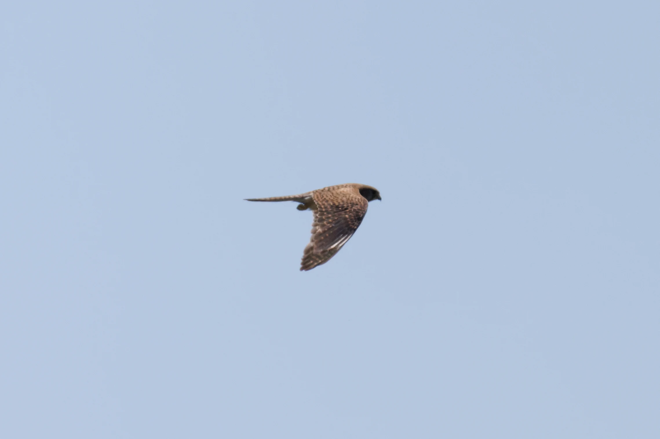 Kestrel ?, Romanian Steppe, Romania — photo by Orlando Prugel-Bennett
