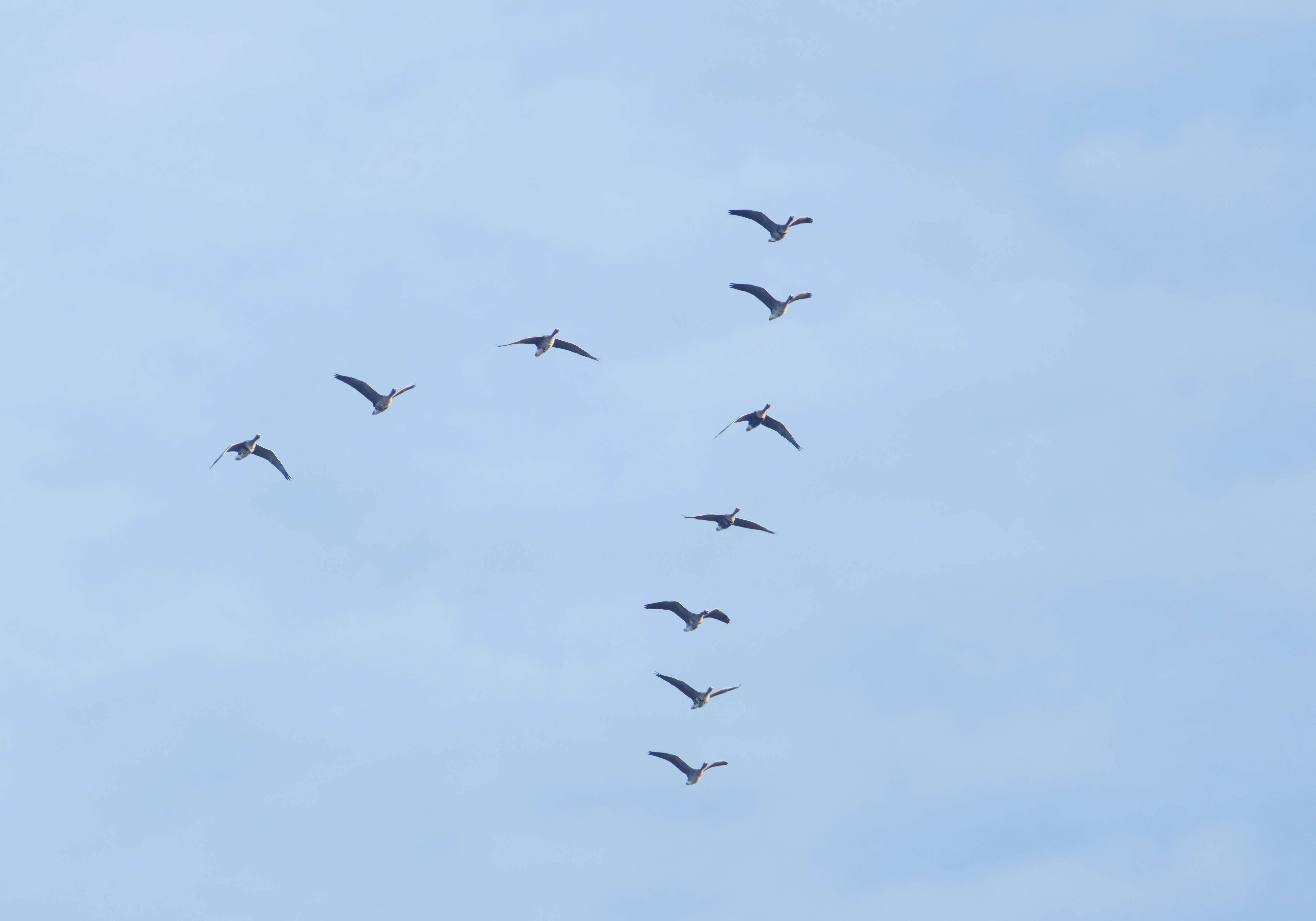 Greylag Geese in flight, Zeeland, Netherlands — photo by Orlando Prugel-Bennett