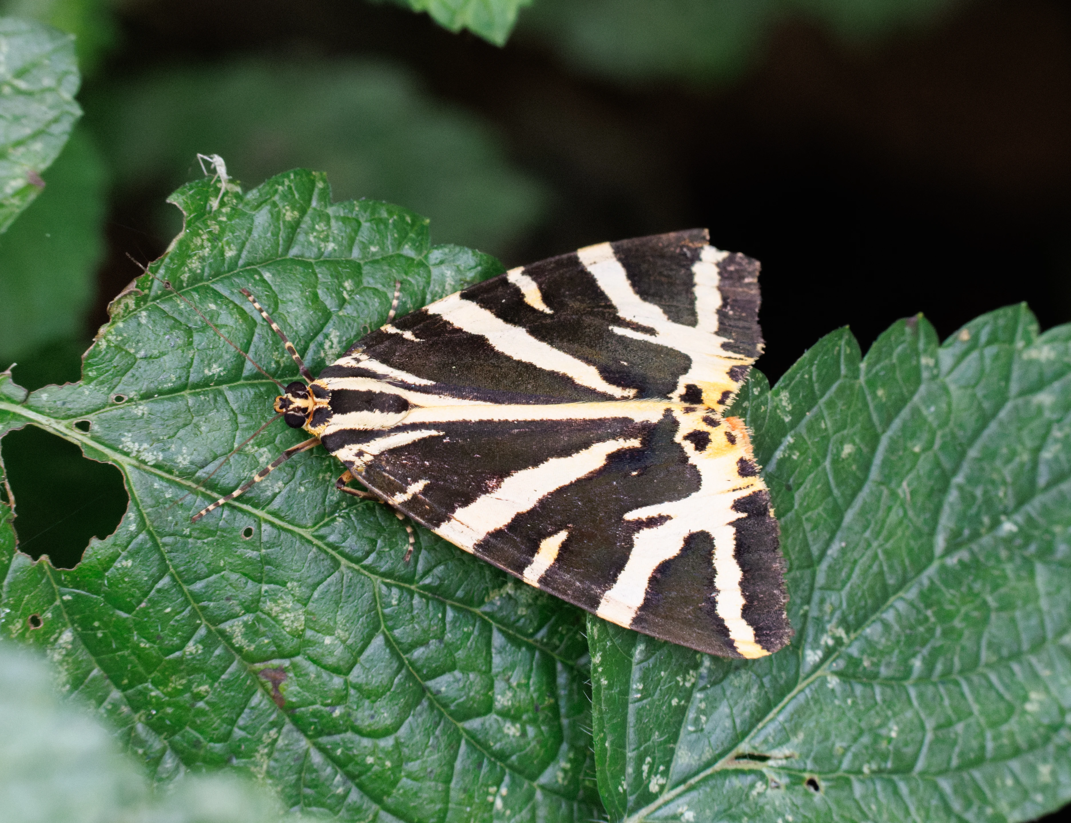 Jersey Tiger Moth, Eling, Hampshire, UK — photo by Orlando Prugel-Bennett