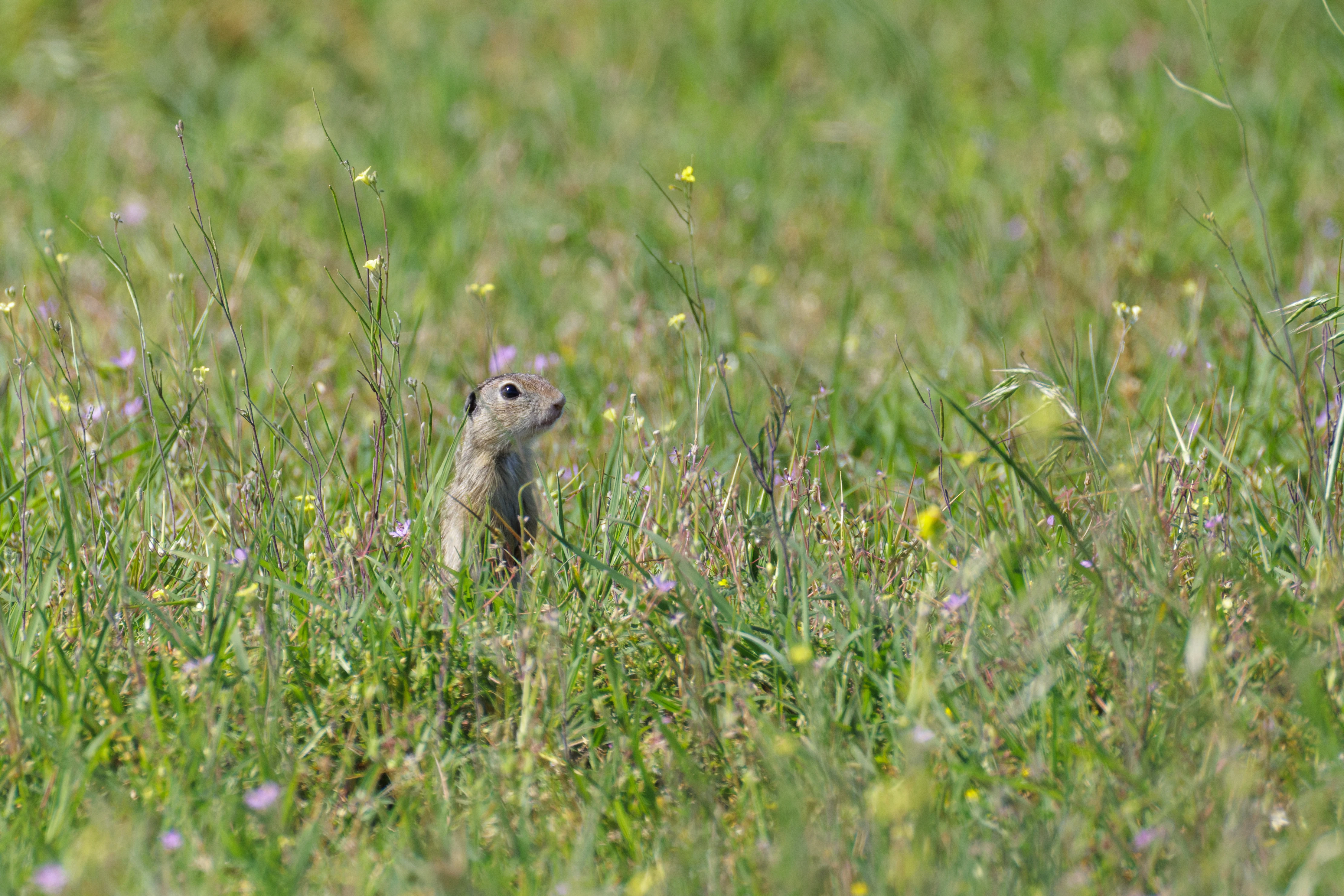 European Ground Squirrel, Romanian Steppe, Romania — photo by Orlando Prugel-Bennett