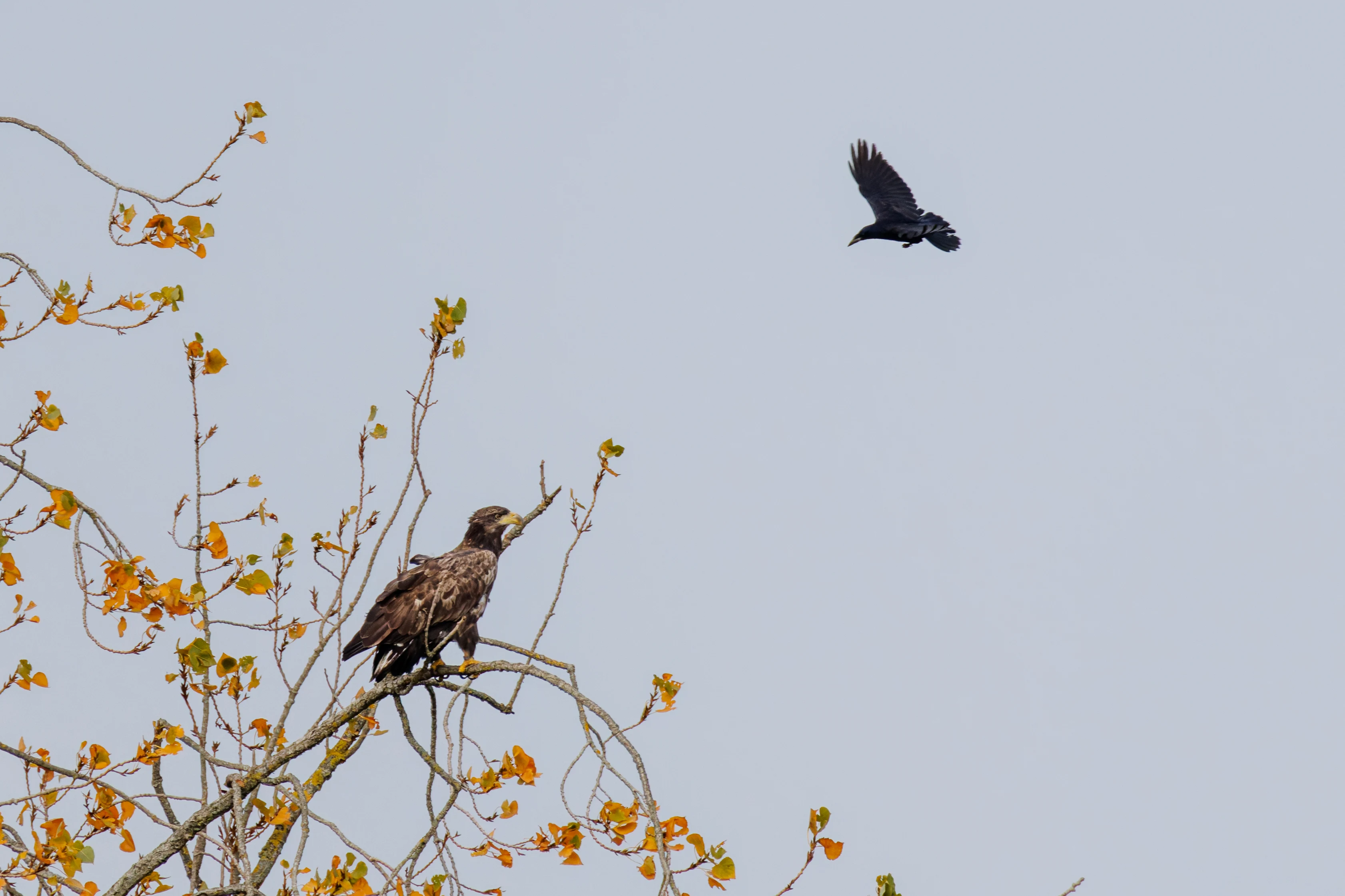 Juvenile White-tailed Eagle and Carrion Crow, Fishlake Meadows, Hampshire, UK — photo by Orlando Prugel-Bennett