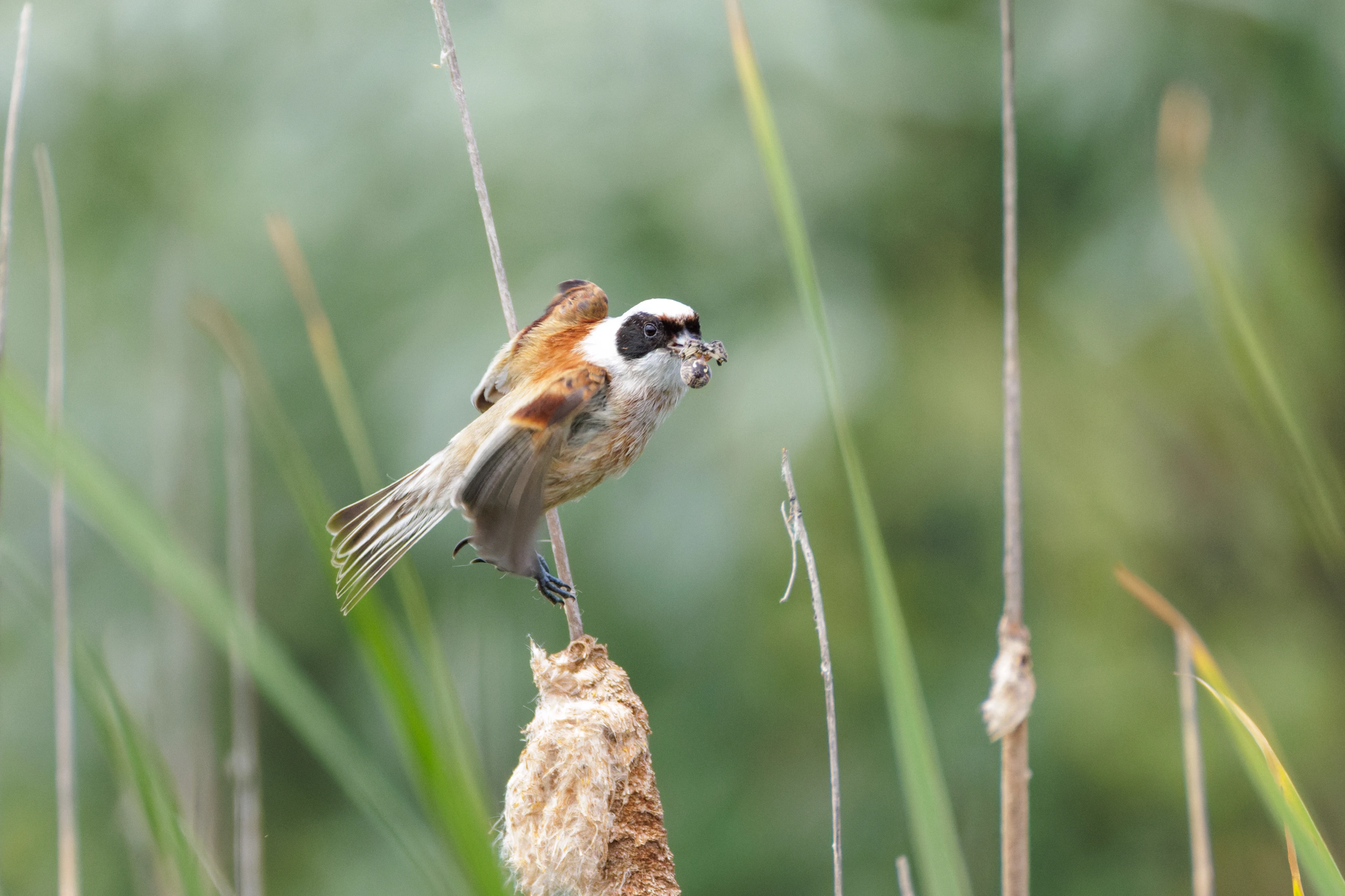 Eurasian Penduline Tit with spider, Danube Delta, Romania — photo by Orlando Prugel-Bennett
