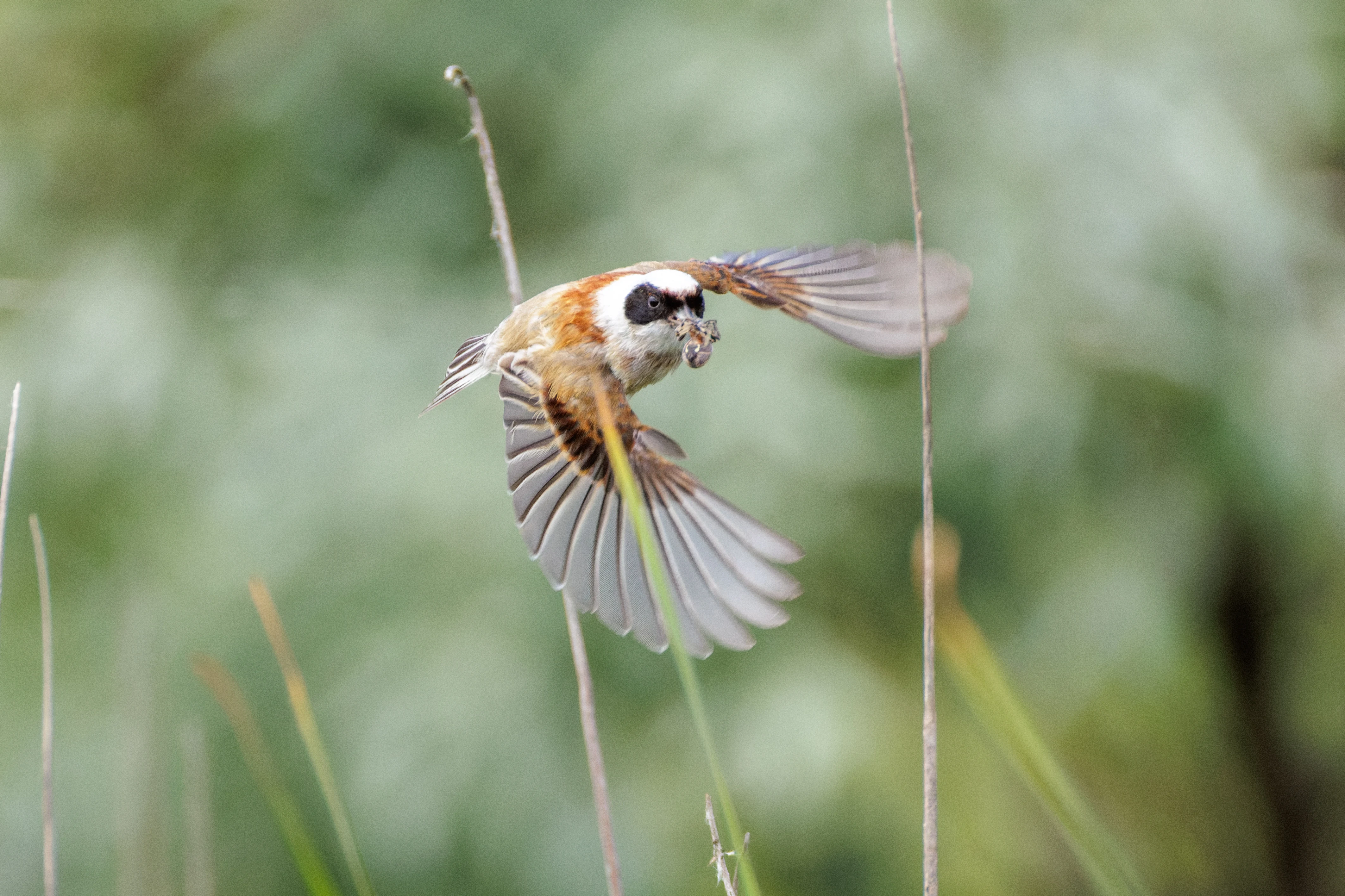 Eurasian Penduline Tit in flight, Danube Delta, Romania — photo by Orlando Prugel-Bennett