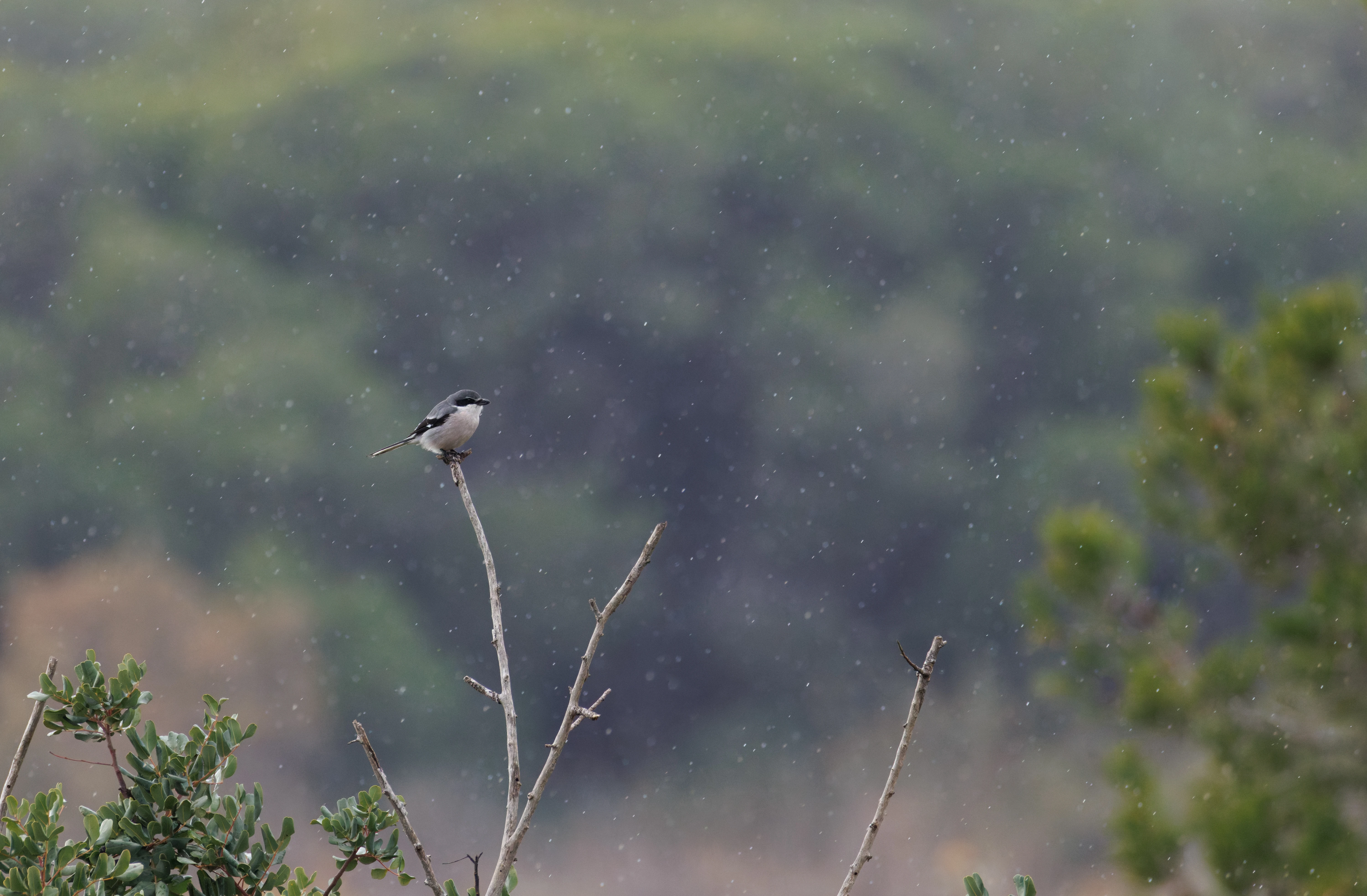 Iberian Grey Shrike, Clot de Galvany, Alicante, Spain — photo by Orlando Prugel-Bennett