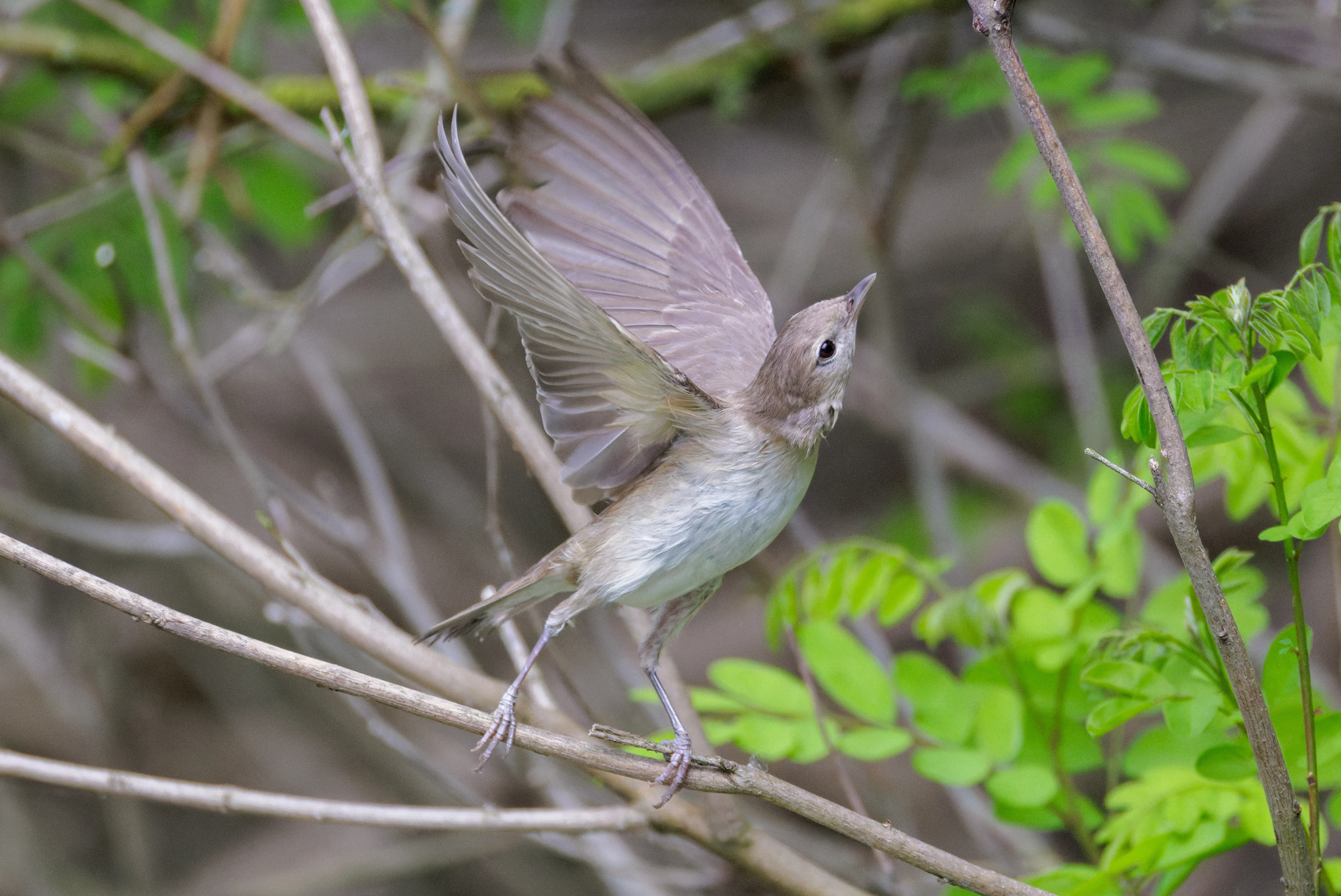 Garden Warbler, Danube Delta, Romania — photo by Orlando Prugel-Bennett