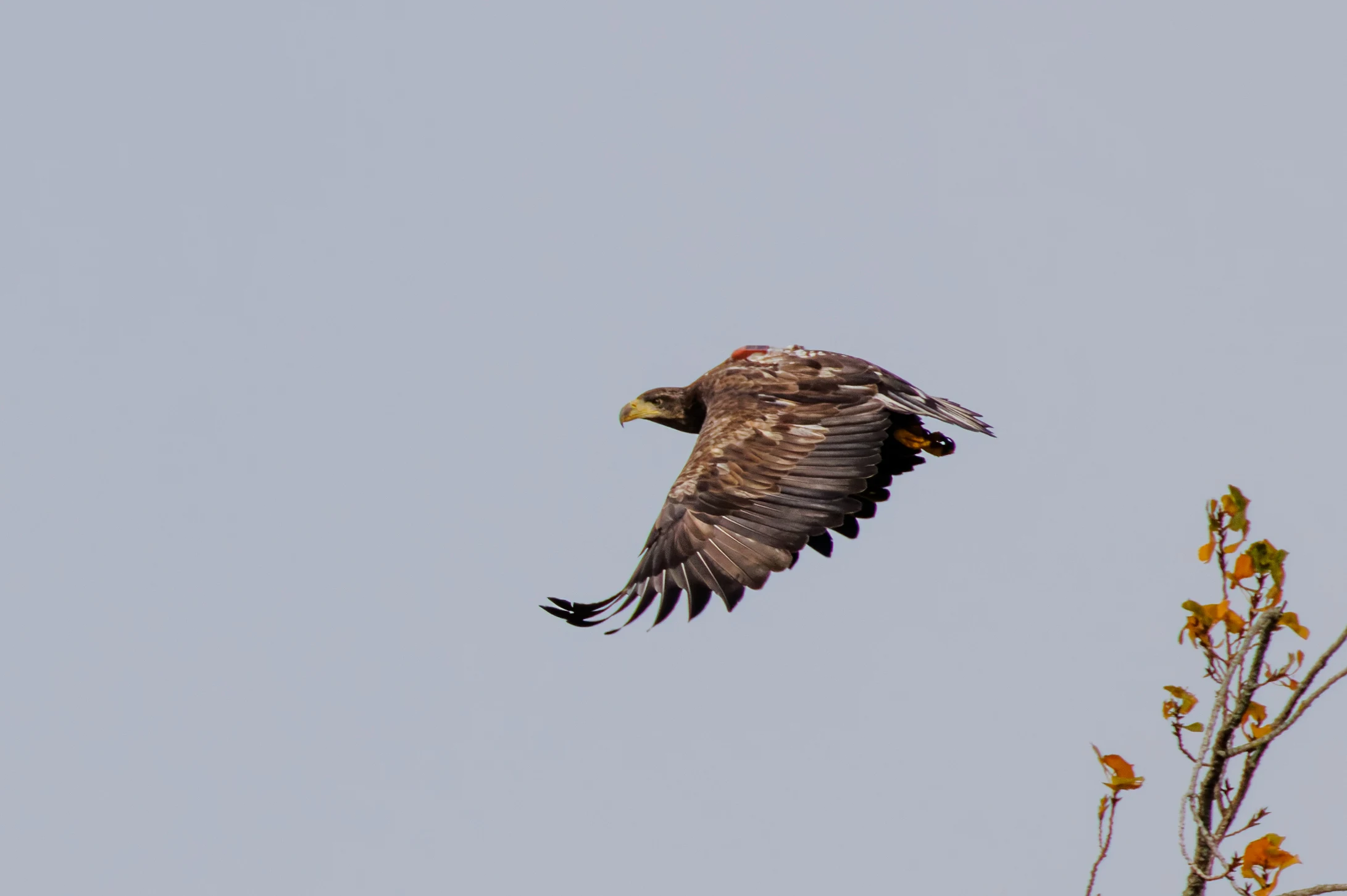 White-tailed Eagle, Fishlake Meadows, Hampshire, UK — photo by Orlando Prugel-Bennett