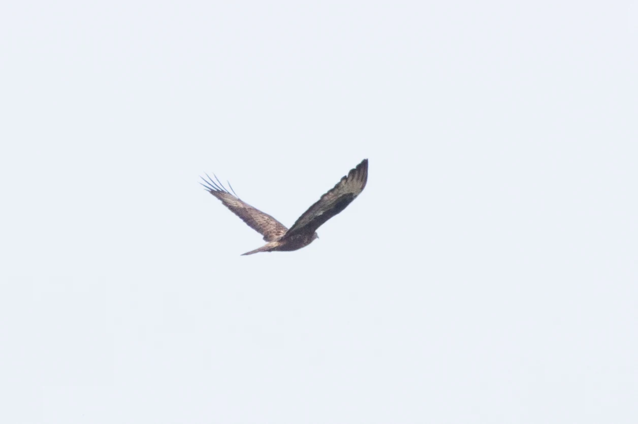 Honey Buzzard, Danube Delta, Romania — photo by Orlando Prugel-Bennett