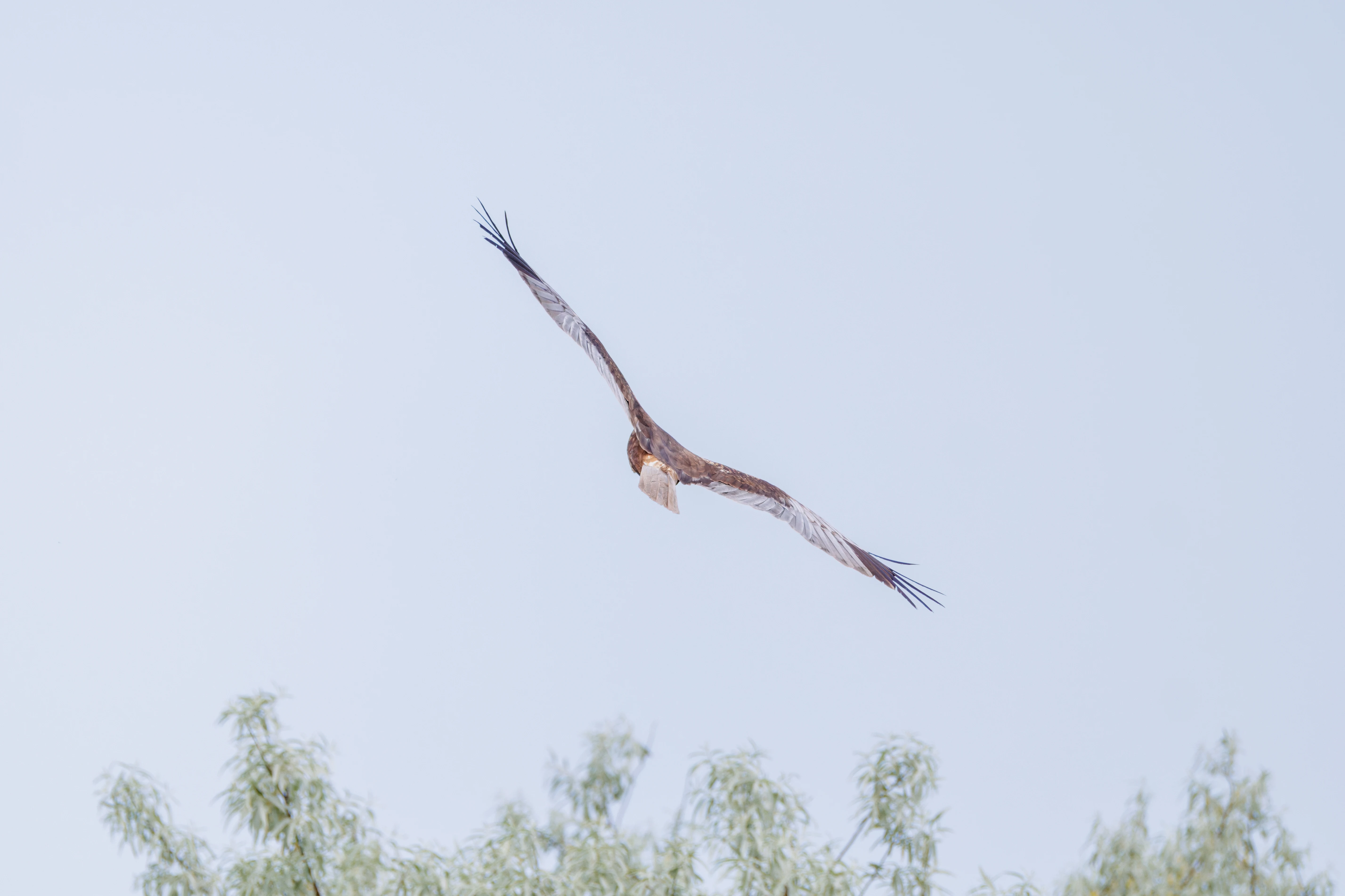 Honey Buzzard, Danube Delta, Romania — photo by Orlando Prugel-Bennett