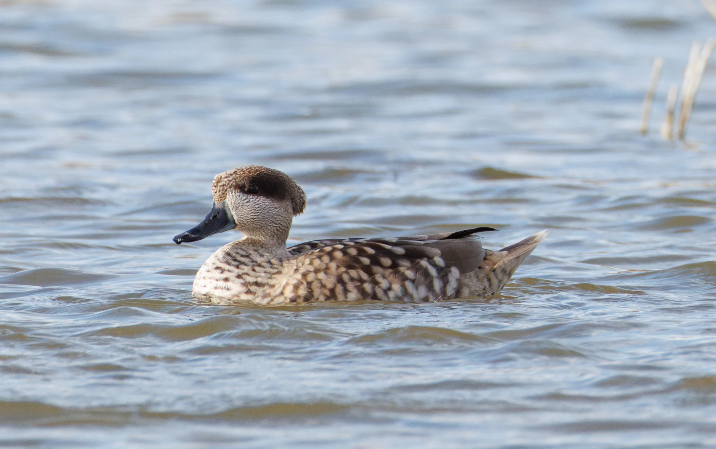 Marbled Teal, El Hondo, Spain — photo by Orlando Prugel-Bennett