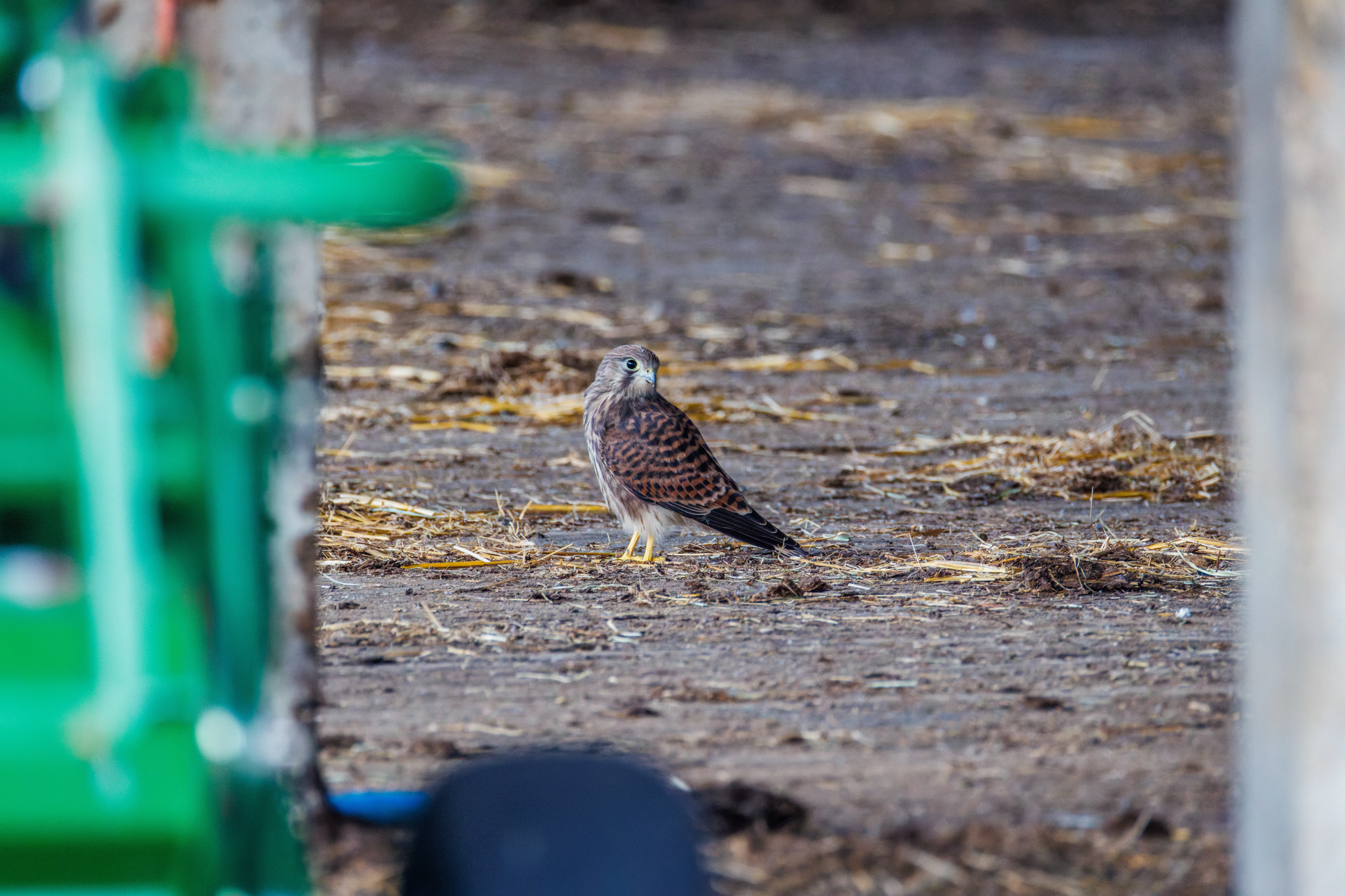 Common Kestrel, Little Wittenham, Oxfordshire, UK — photo by Orlando Prugel-Bennett