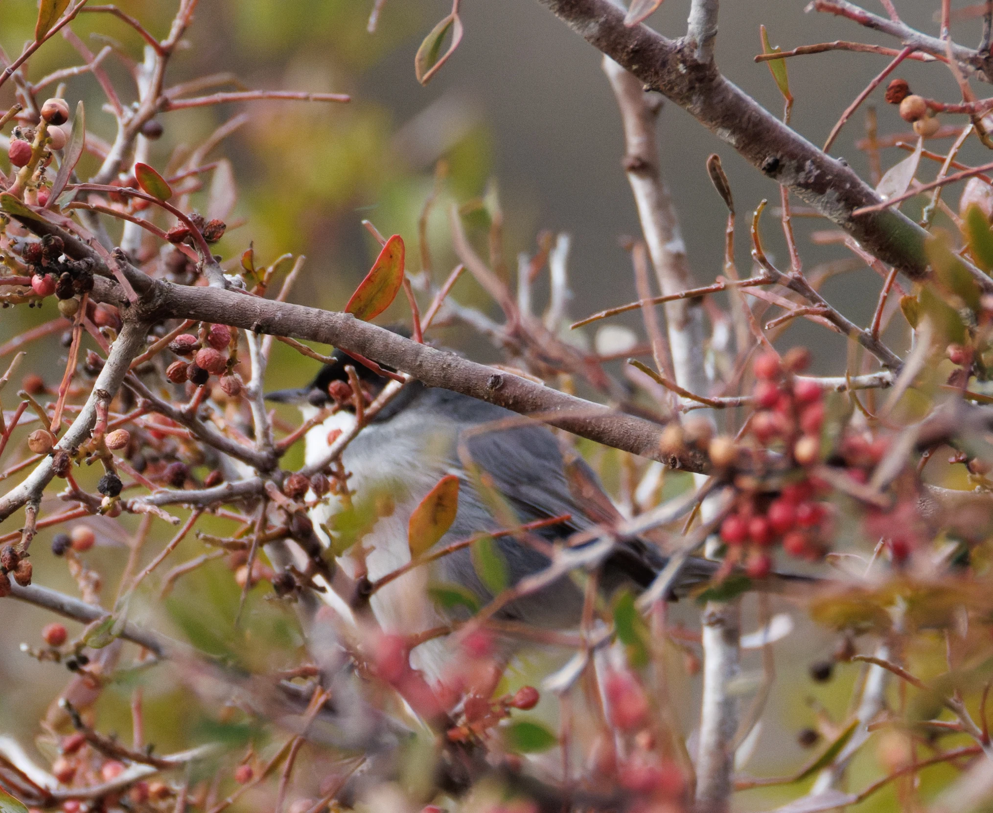 Sardinian Warbler, Clot de Galvany, Alicante, Spain — photo by Orlando Prugel-Bennett