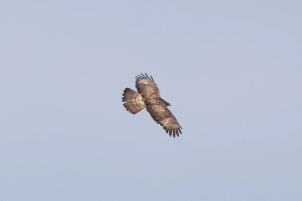 Honey Buzzard, Danube Delta, Romania — photo by Orlando Prugel-Bennett