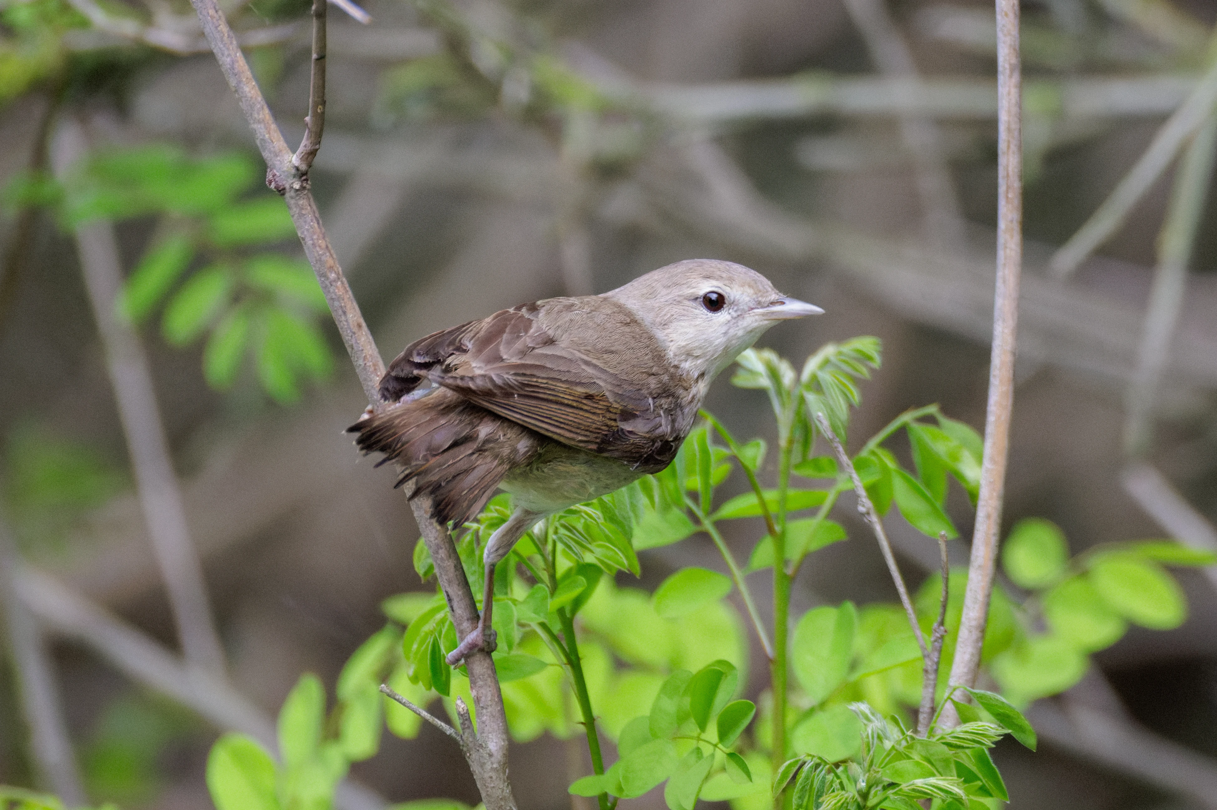 Garden Warbler, Danube Delta, Romania — photo by Orlando Prugel-Bennett