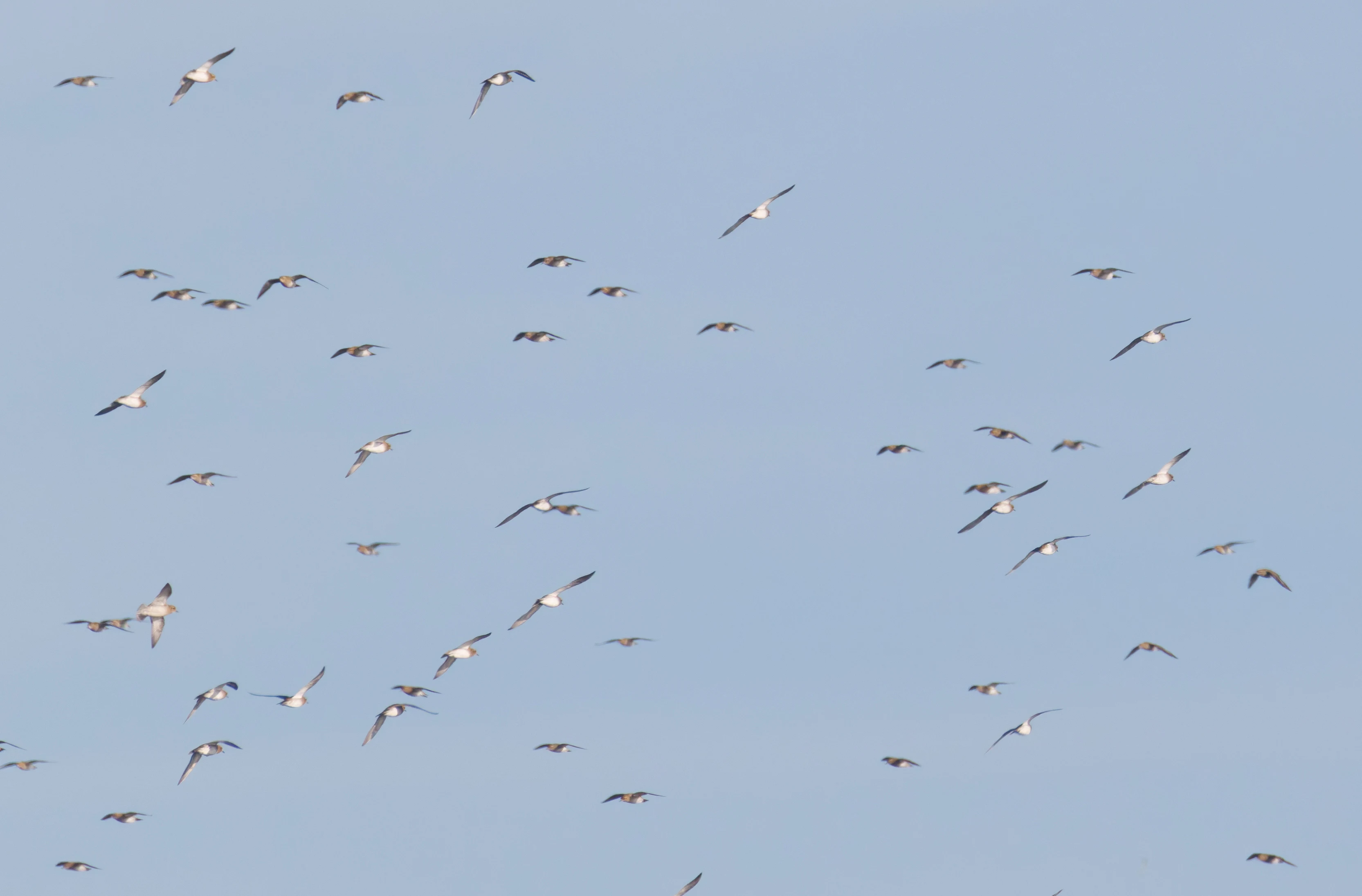 European Golden Plovers, Zeeland, Netherlands — photo by Orlando Prugel-Bennett