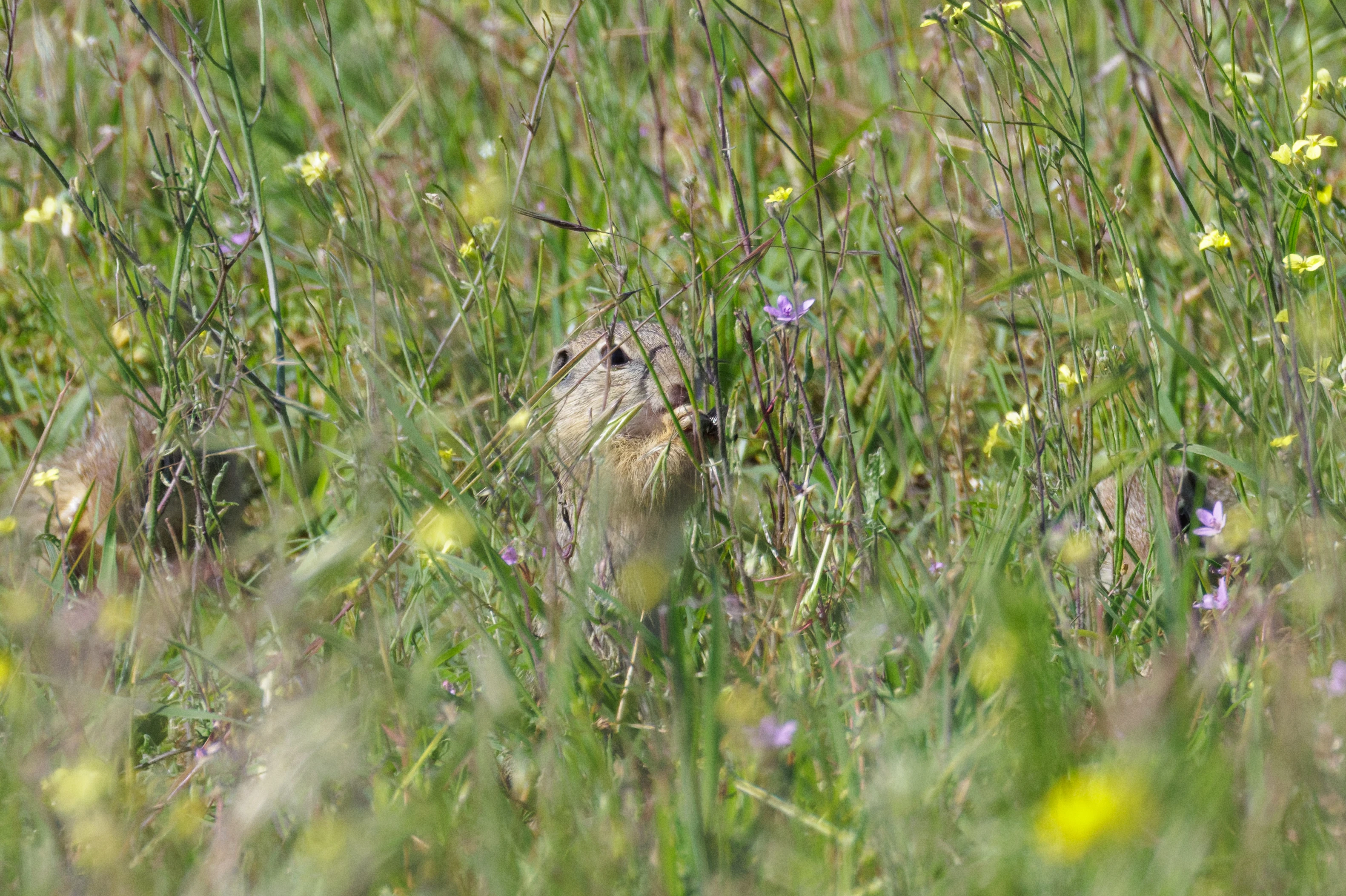 European Ground Squirrel, Romanian Steppe, Romania — photo by Orlando Prugel-Bennett