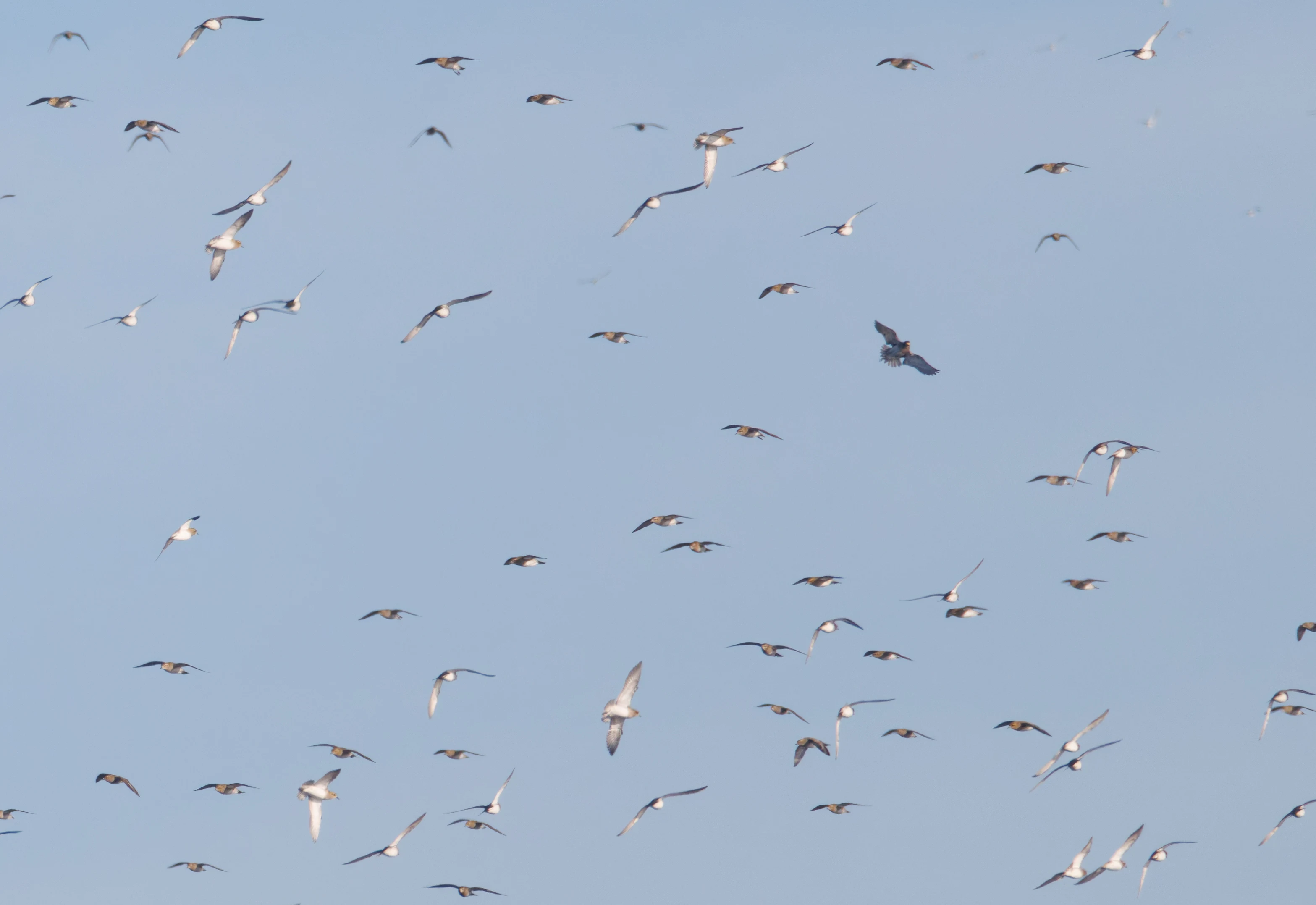 European Golden Plovers with Raptor, Zeeland, Netherlands — photo by Orlando Prugel-Bennett