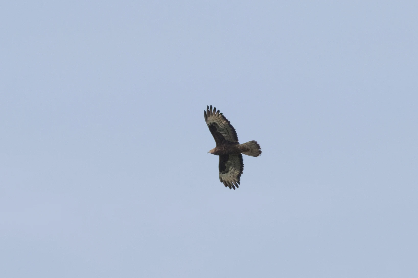Honey Buzzard, Danube Delta, Romania — photo by Orlando Prugel-Bennett