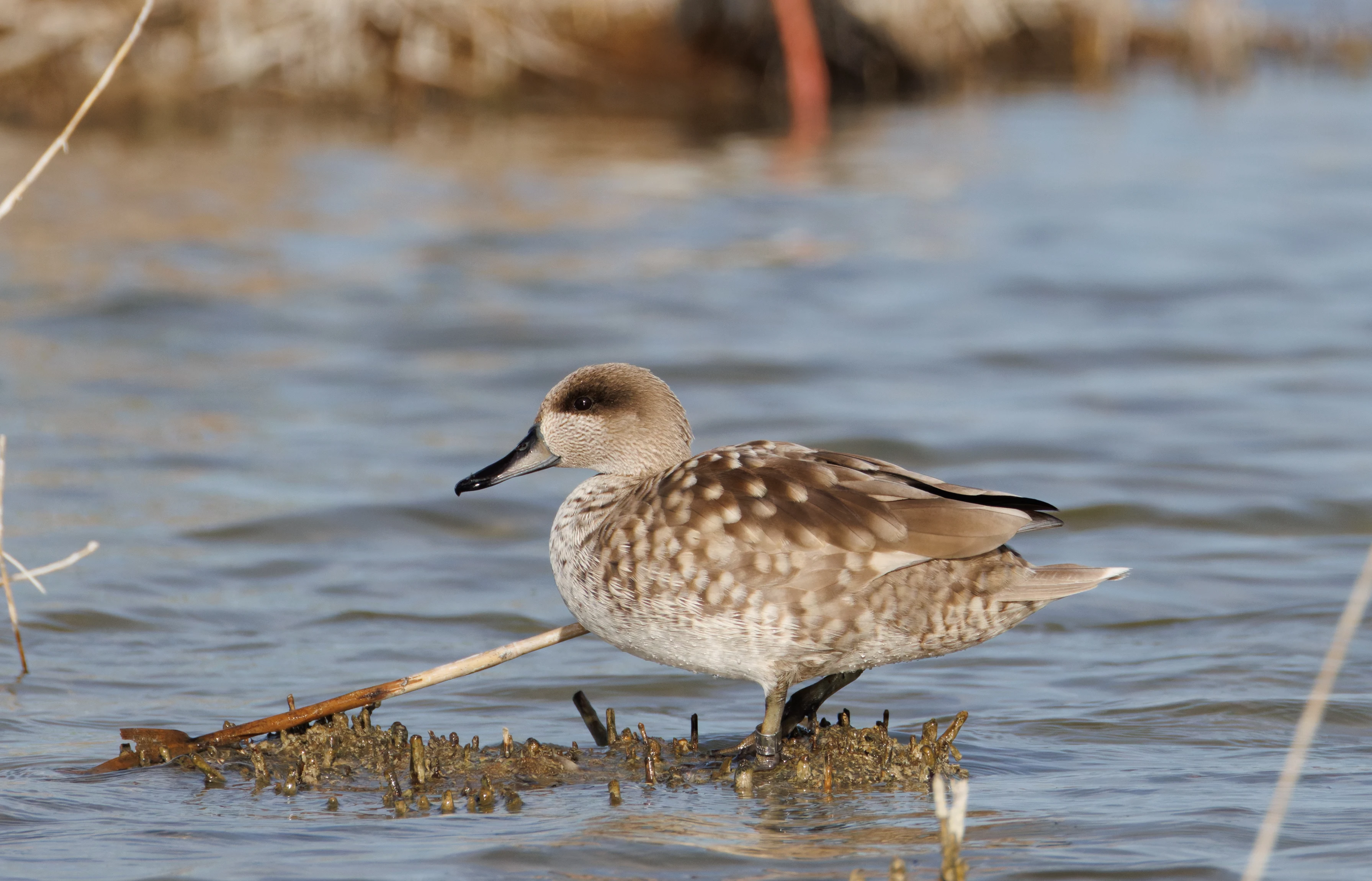 Marbled Teal, El Hondo, Spain — photo by Orlando Prugel-Bennett