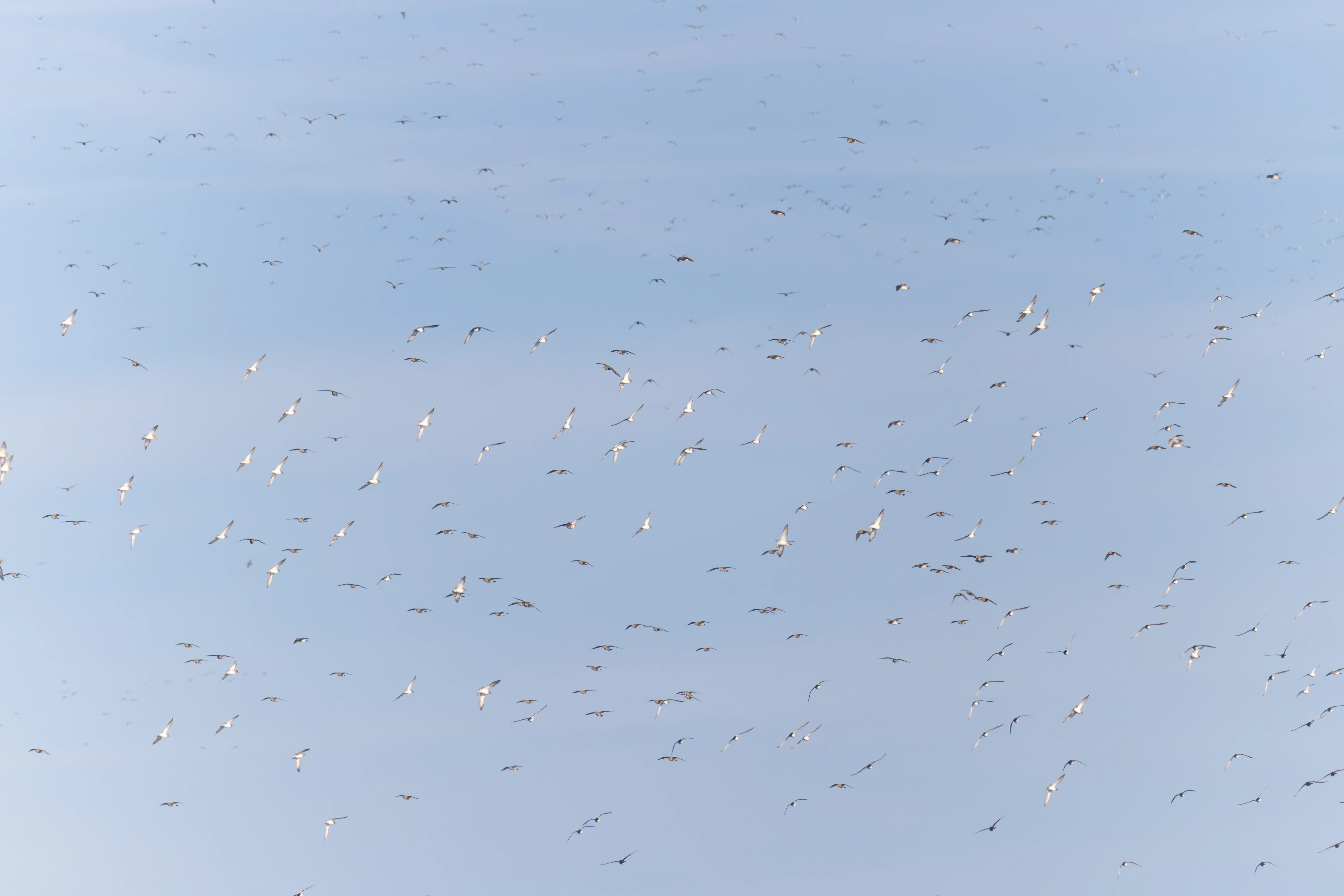 European Golden Plovers, Zeeland, Netherlands — photo by Orlando Prugel-Bennett