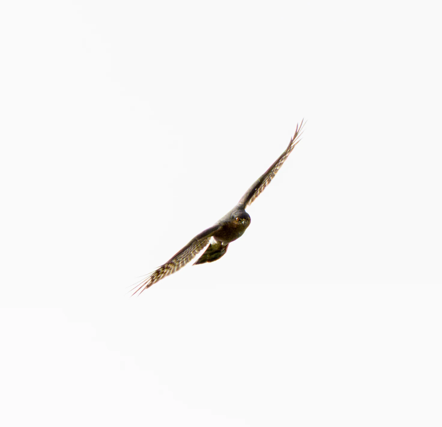 Eurasian Sparrowhawk, Clot de Galvany, Alicante, Spain — photo by Orlando Prugel-Bennett