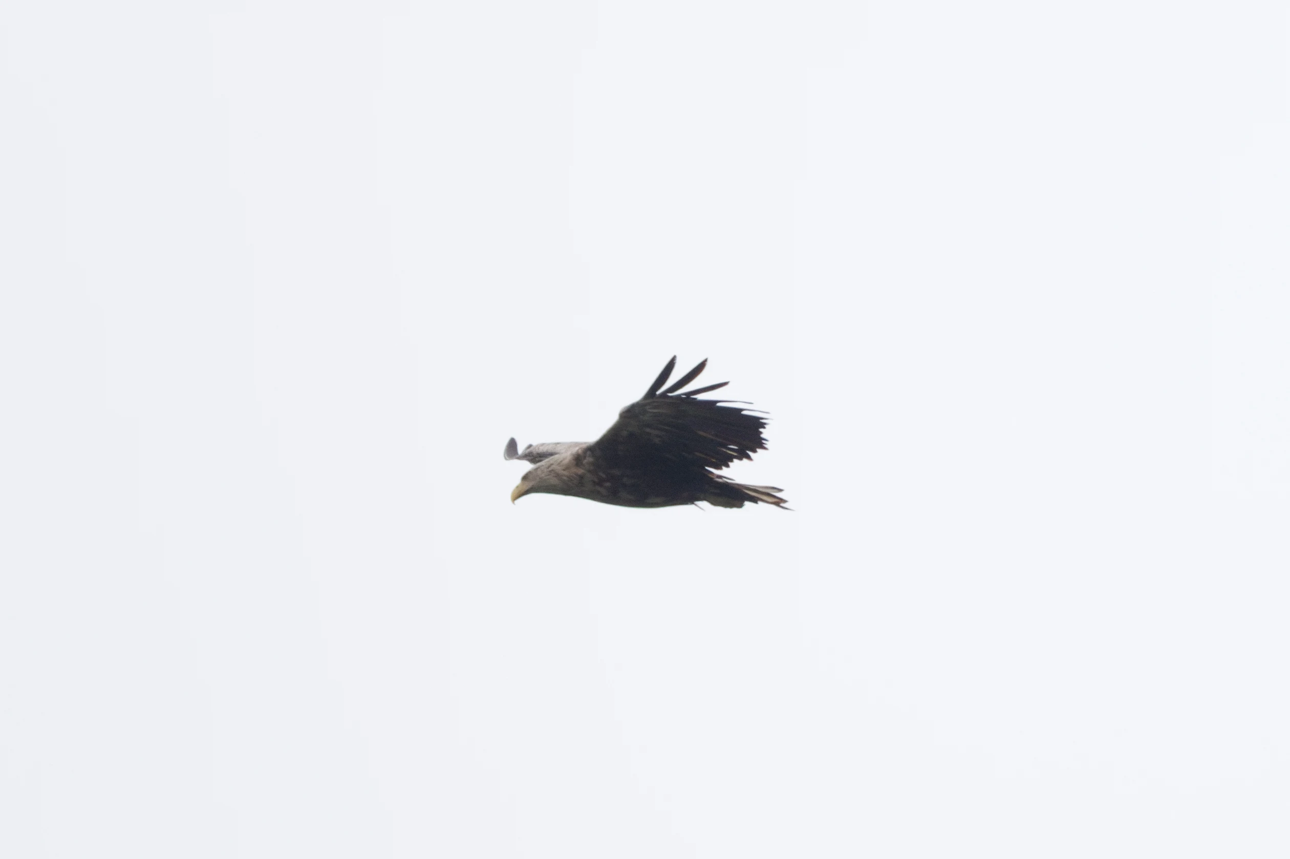 White-tailed Eagle, Danube Delta, Romania — photo by Orlando Prugel-Bennett