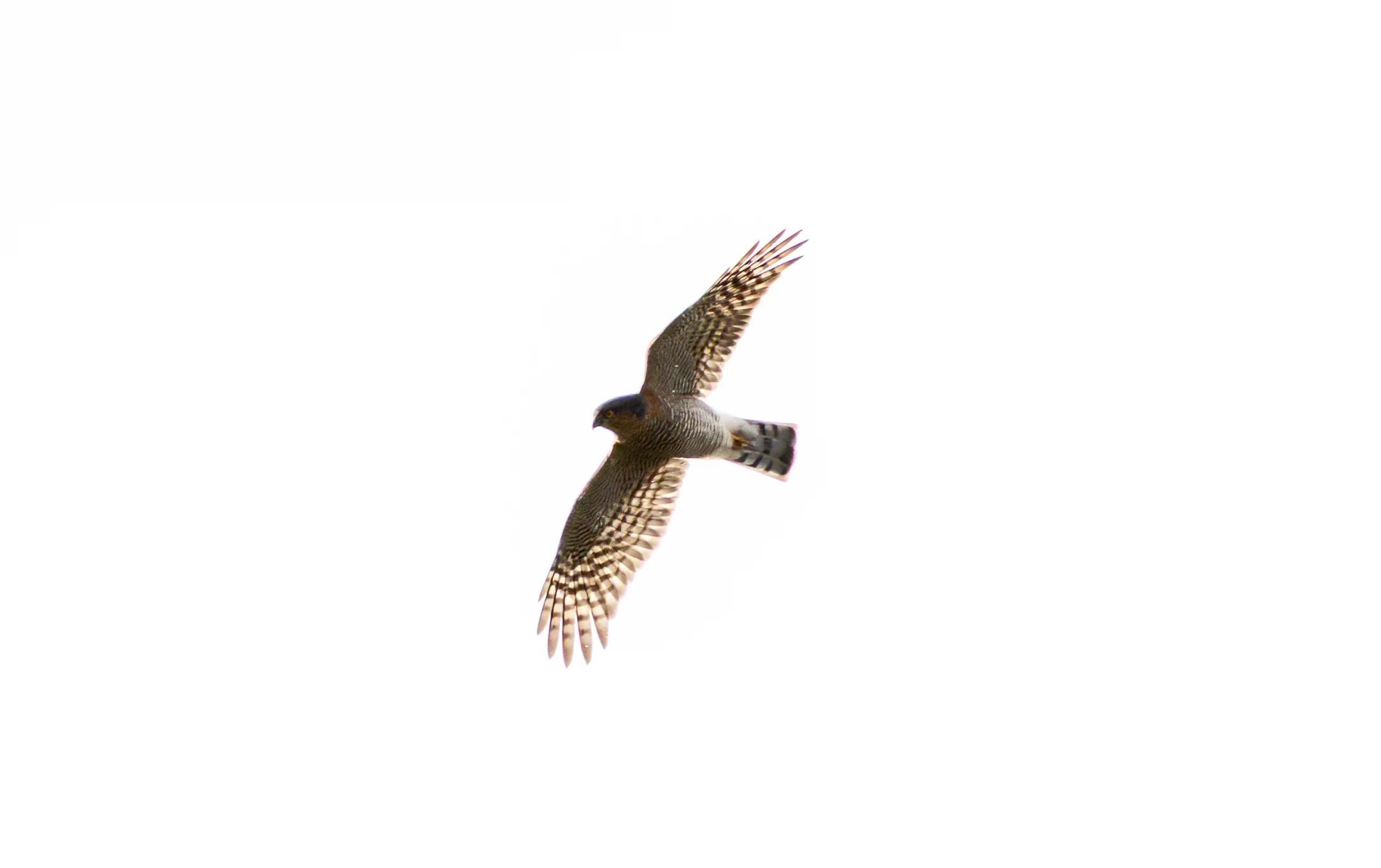 Eurasian Sparrowhawk, Clot de Galvany, Alicante, Spain — photo by Orlando Prugel-Bennett