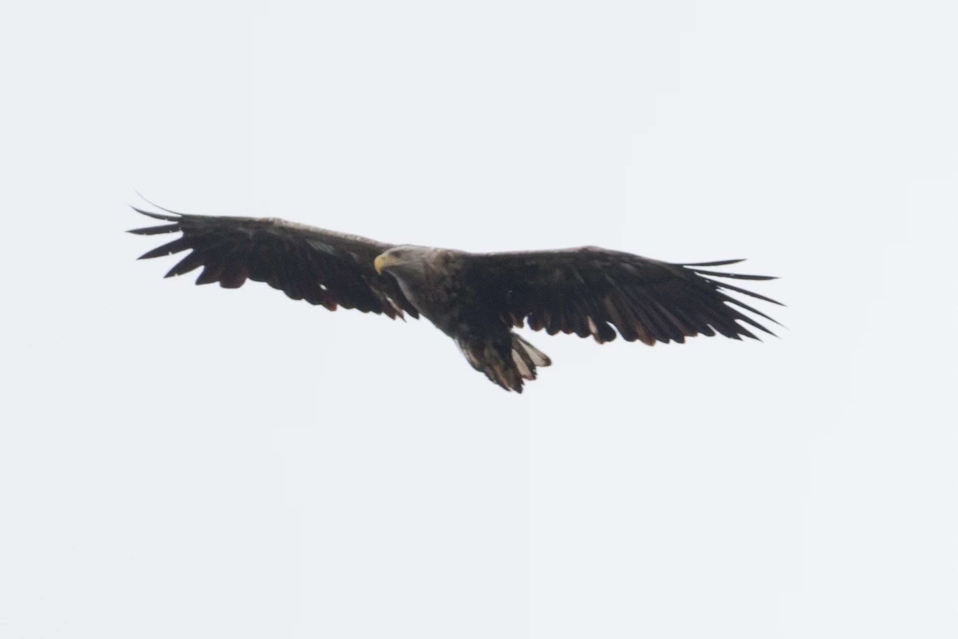 White-tailed Eagle, Danube Delta, Romania — photo by Orlando Prugel-Bennett