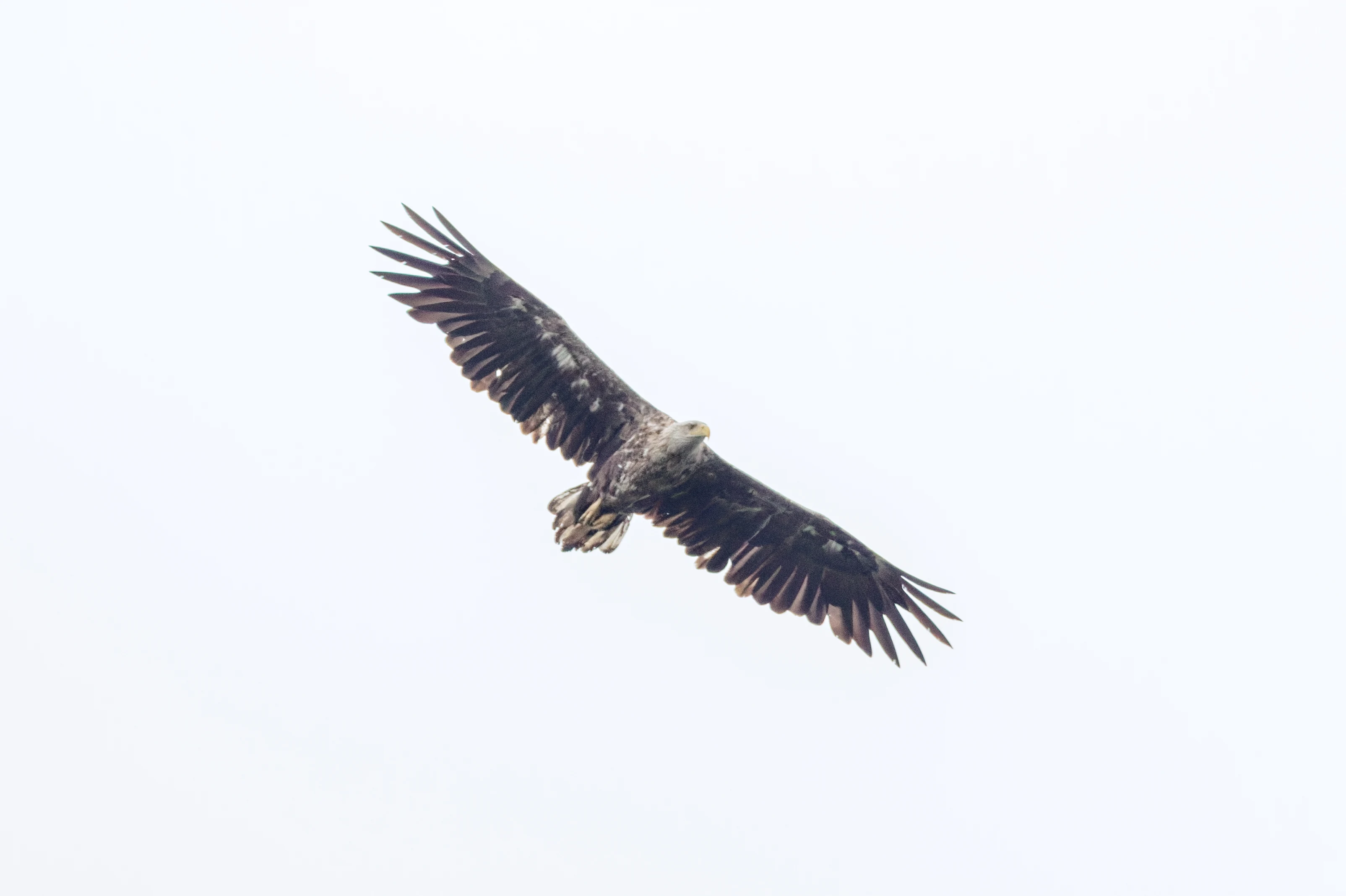White-tailed Eagle, Danube Delta, Romania — photo by Orlando Prugel-Bennett