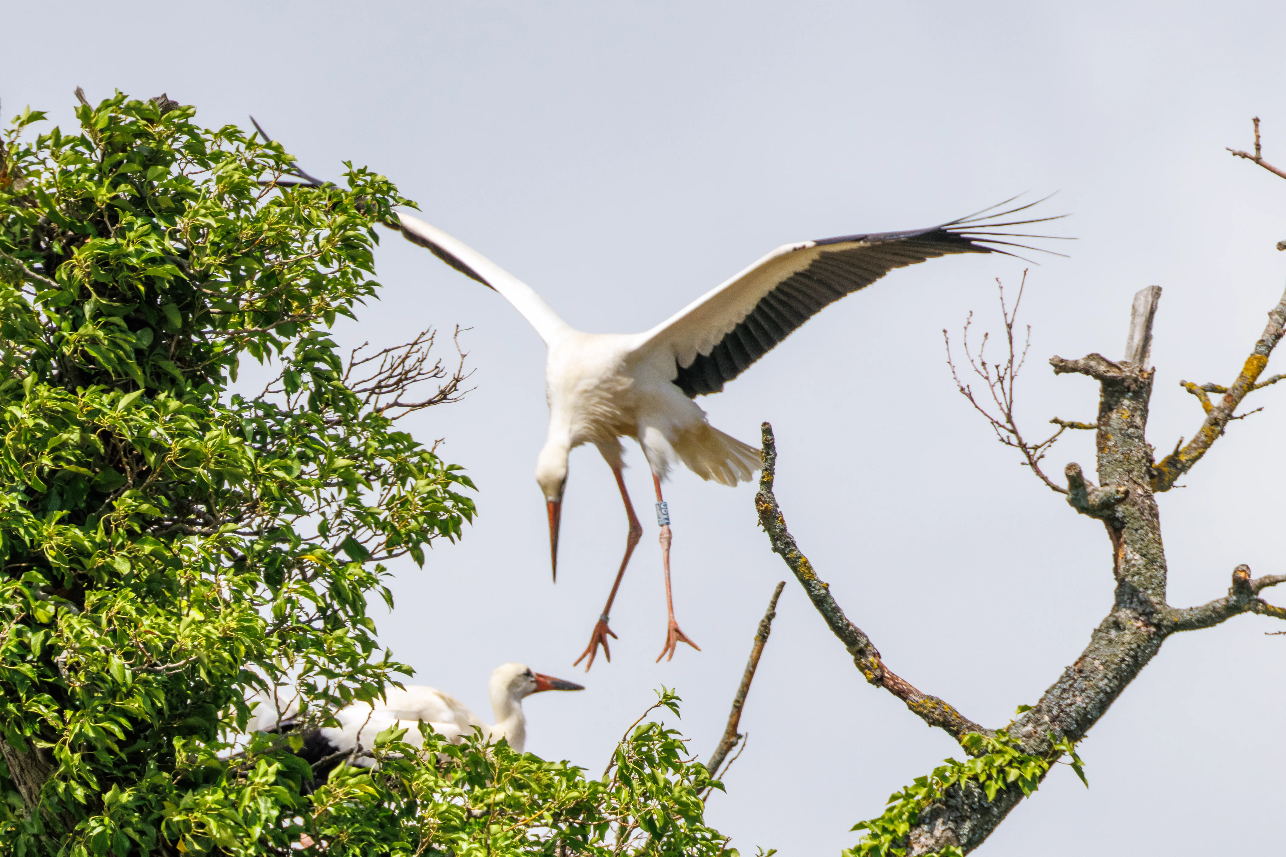 White Stork in flight at nest, Knepp, Horsham, West Sussex, UK — photo by Orlando Prugel-Bennett