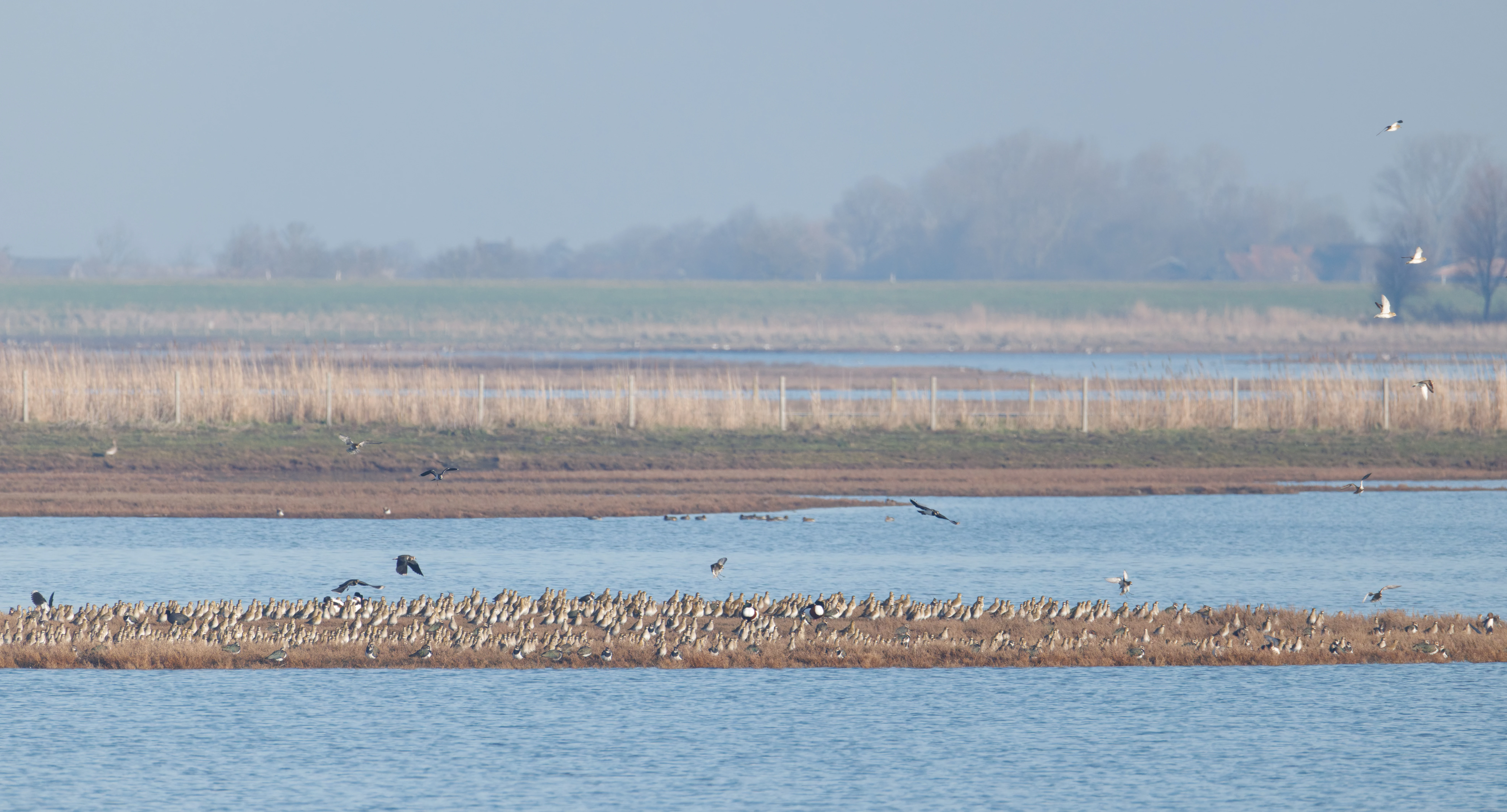 European Golden Plovers and Northern Lapwings, Zeeland, Netherlands — photo by Orlando Prugel-Bennett