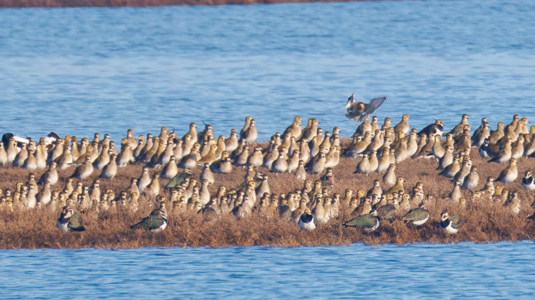European Golden Plovers and Northern Lapwings, Zeeland, Netherlands — photo by Orlando Prugel-Bennett