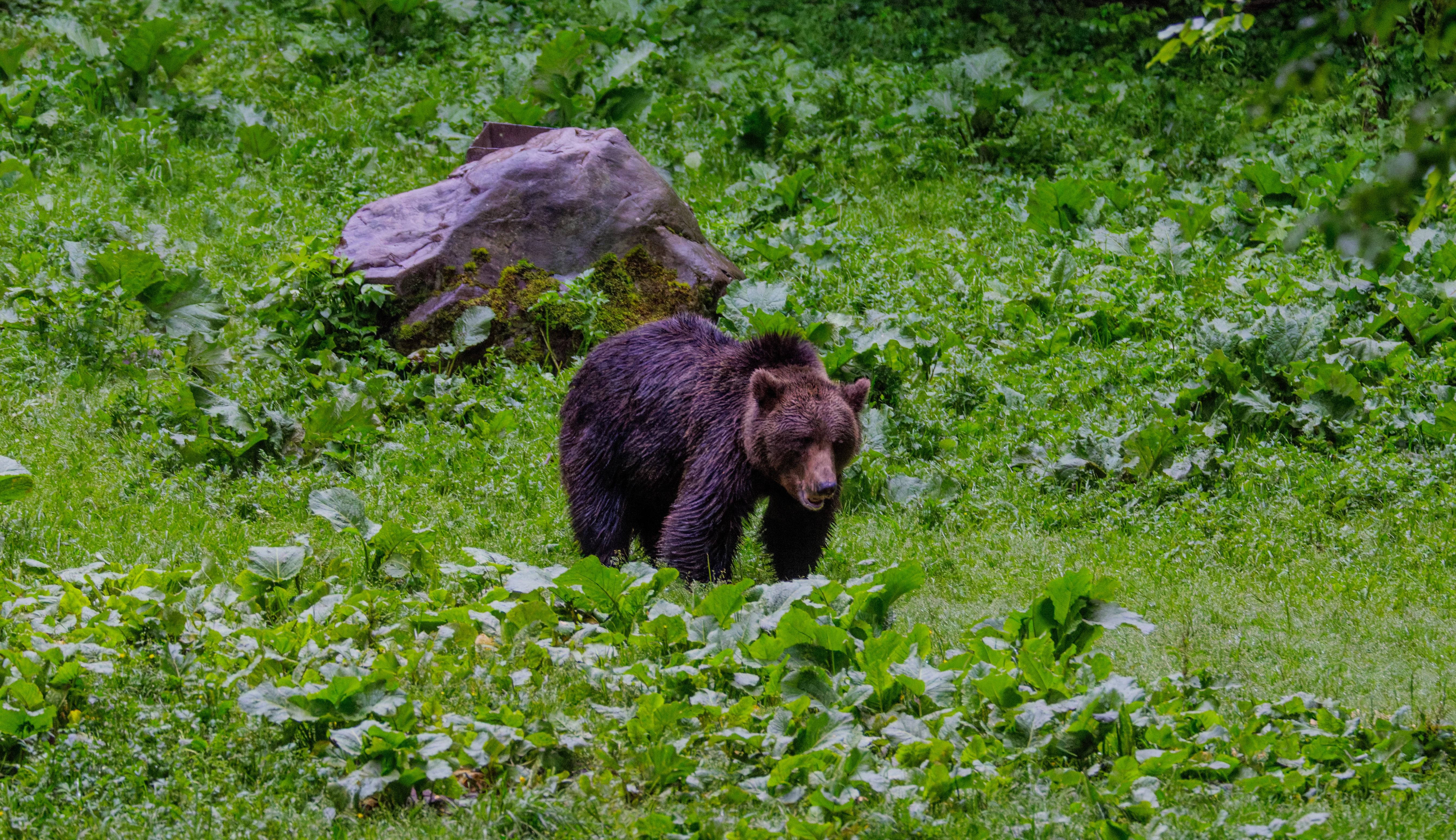 Brown Bear, Transylvania, Romania — photo by Orlando Prugel-Bennett