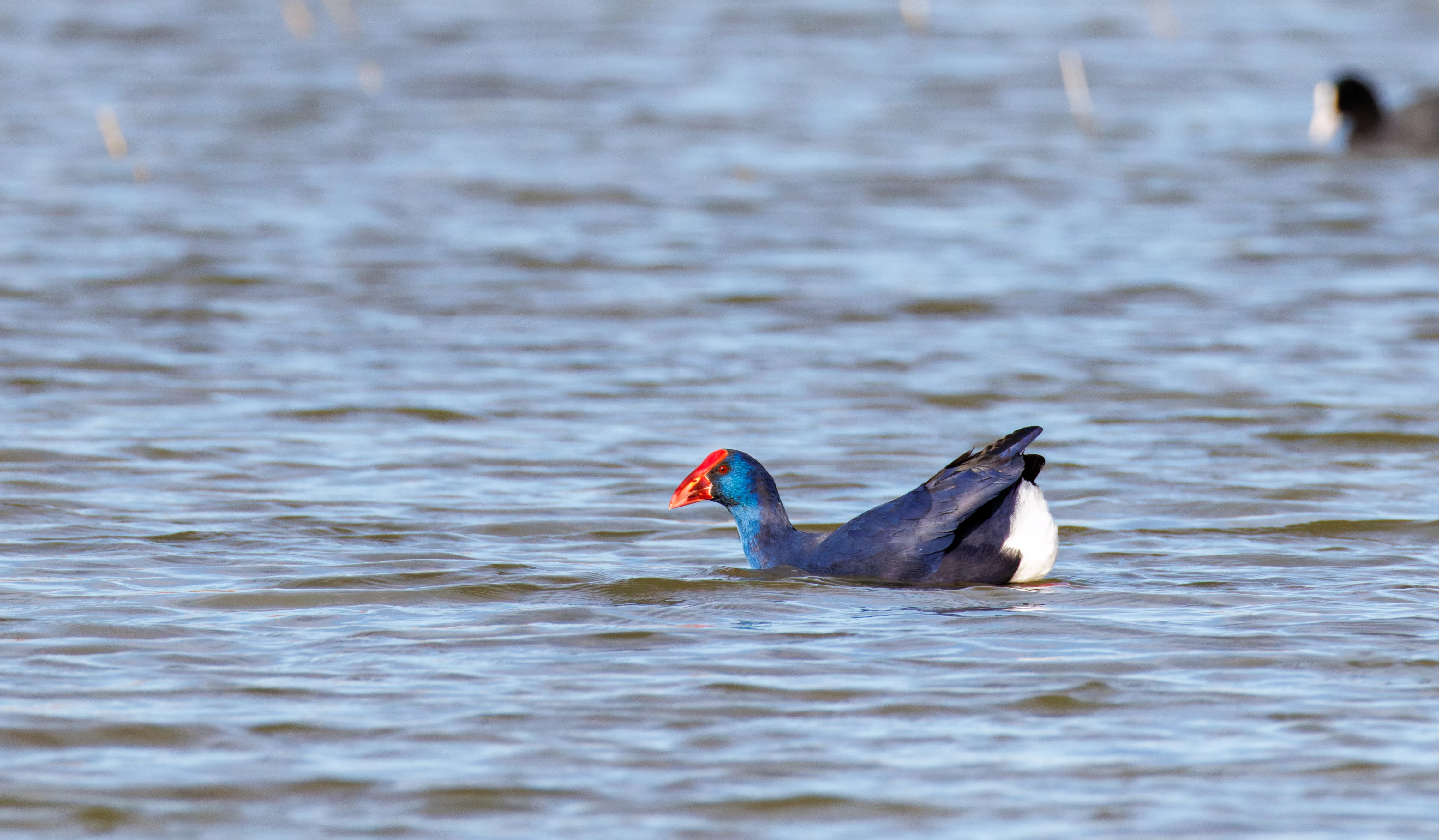 Western Swamphen, El Hondo, Spain — photo by Orlando Prugel-Bennett