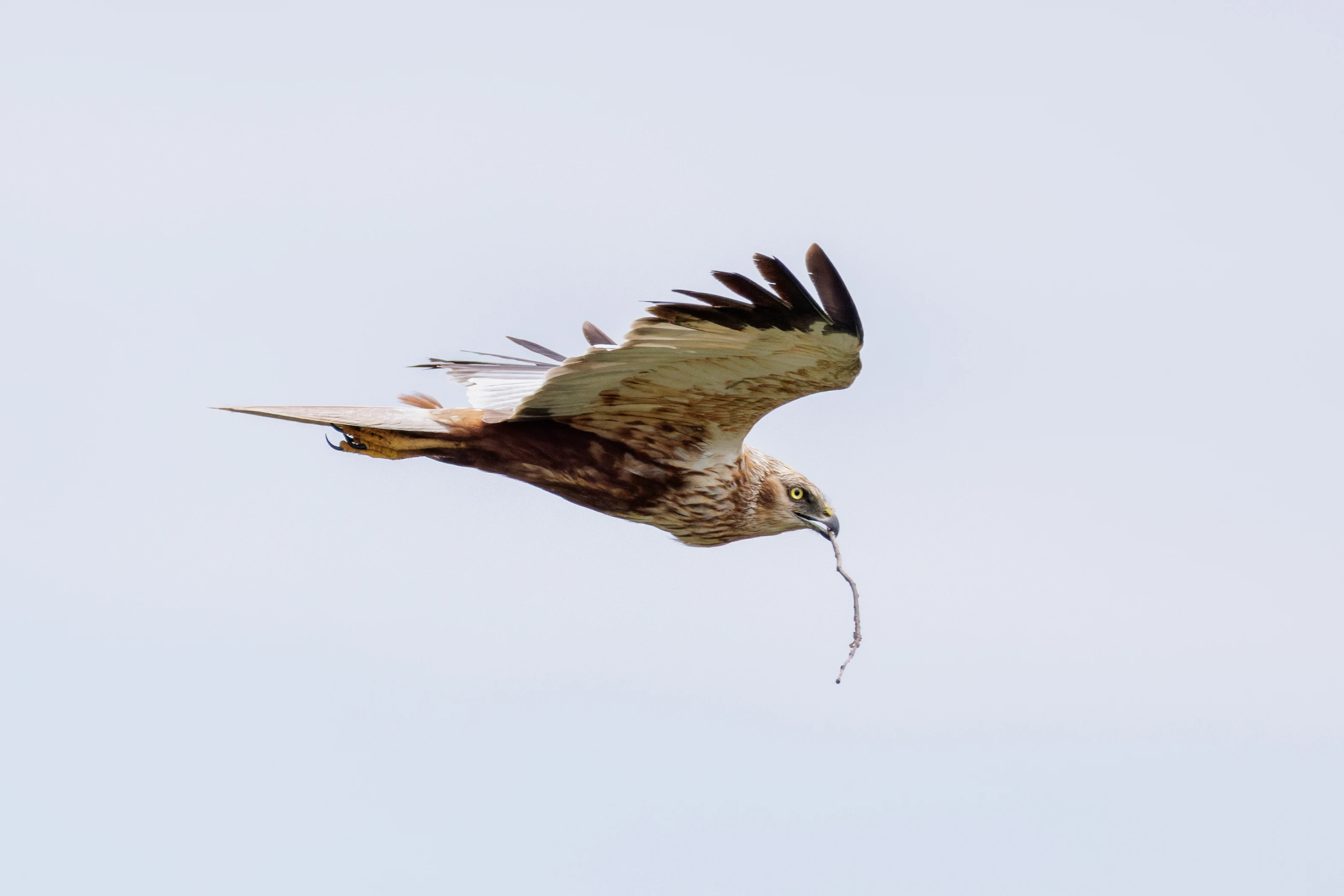 Marsh Harrier, Danube Delta, Romania — photo by Orlando Prugel-Bennett