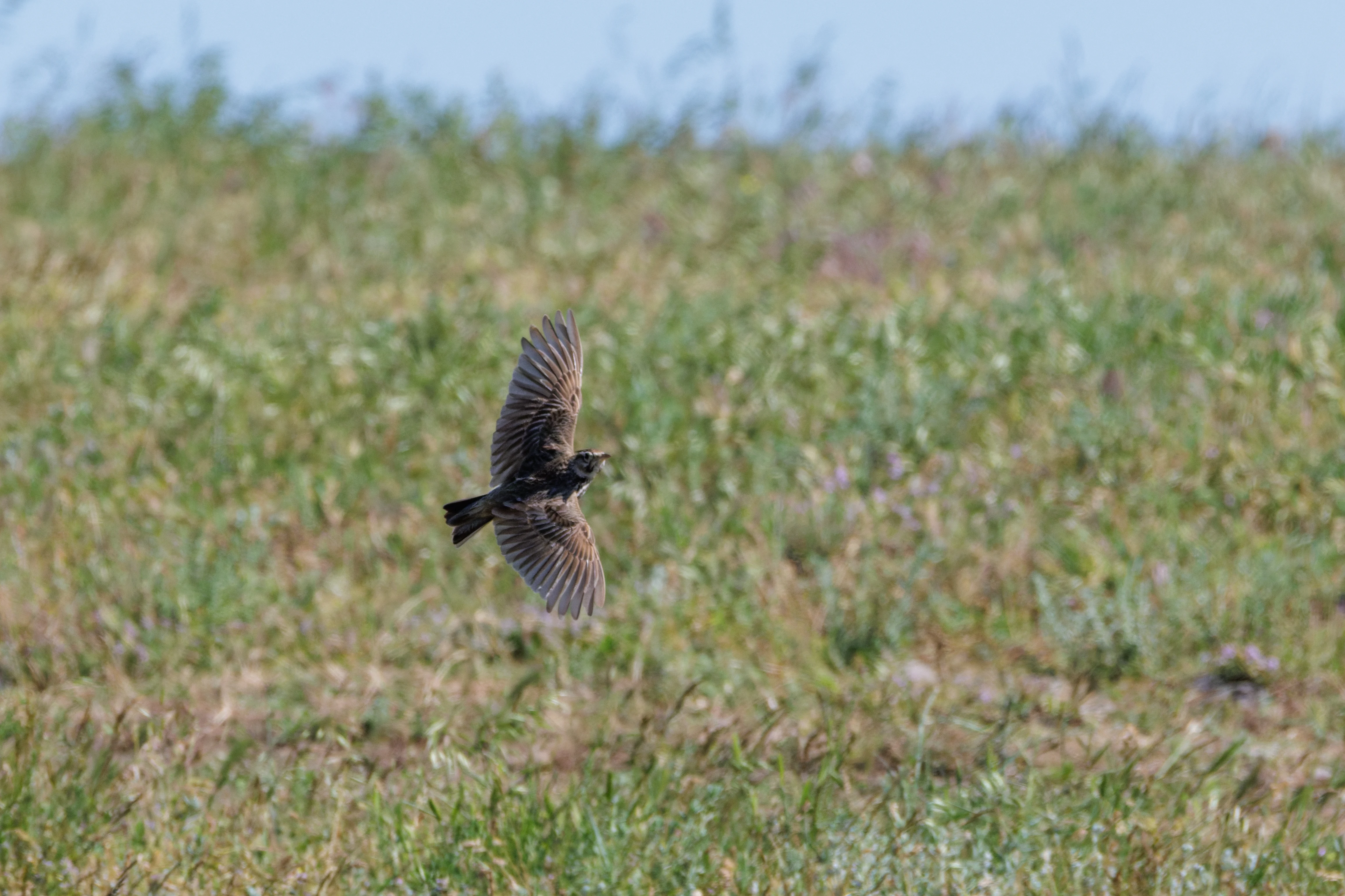Eurasian Skylark, Romanian Steppe, Romania — photo by Orlando Prugel-Bennett