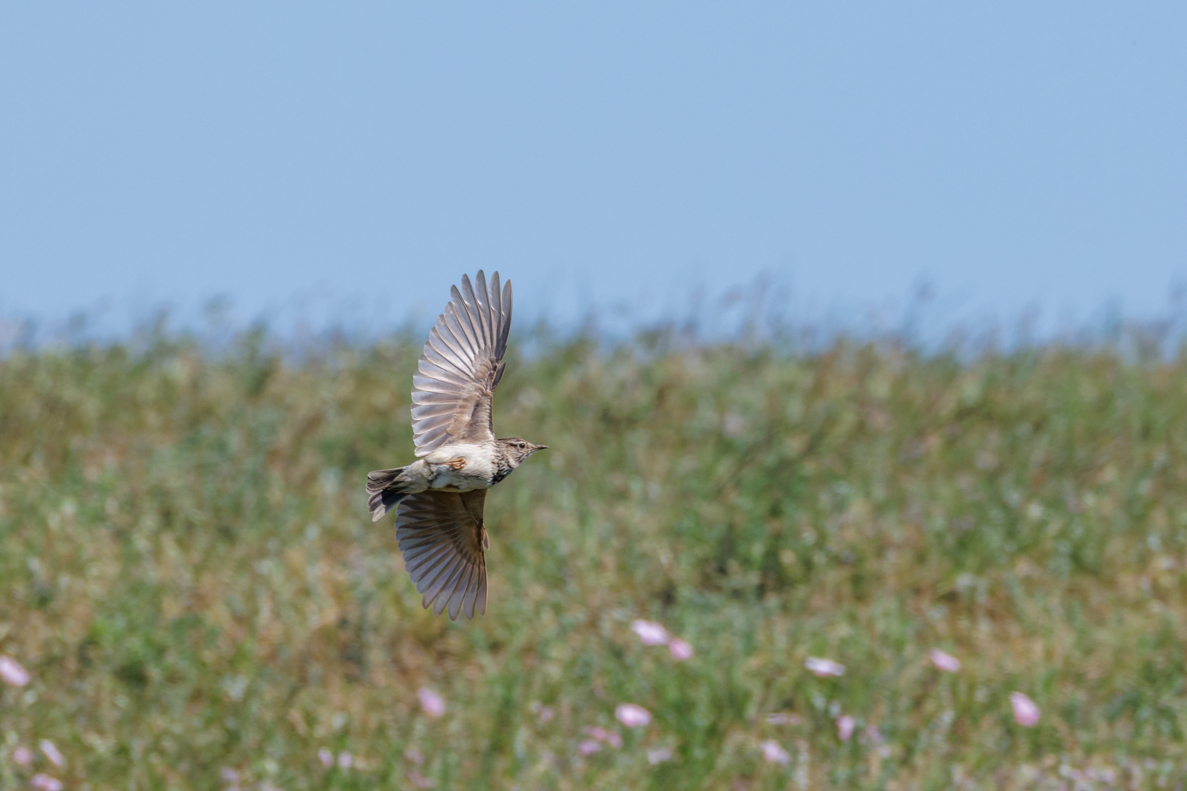 Eurasian Skylark, Romanian Steppe, Romania — photo by Orlando Prugel-Bennett