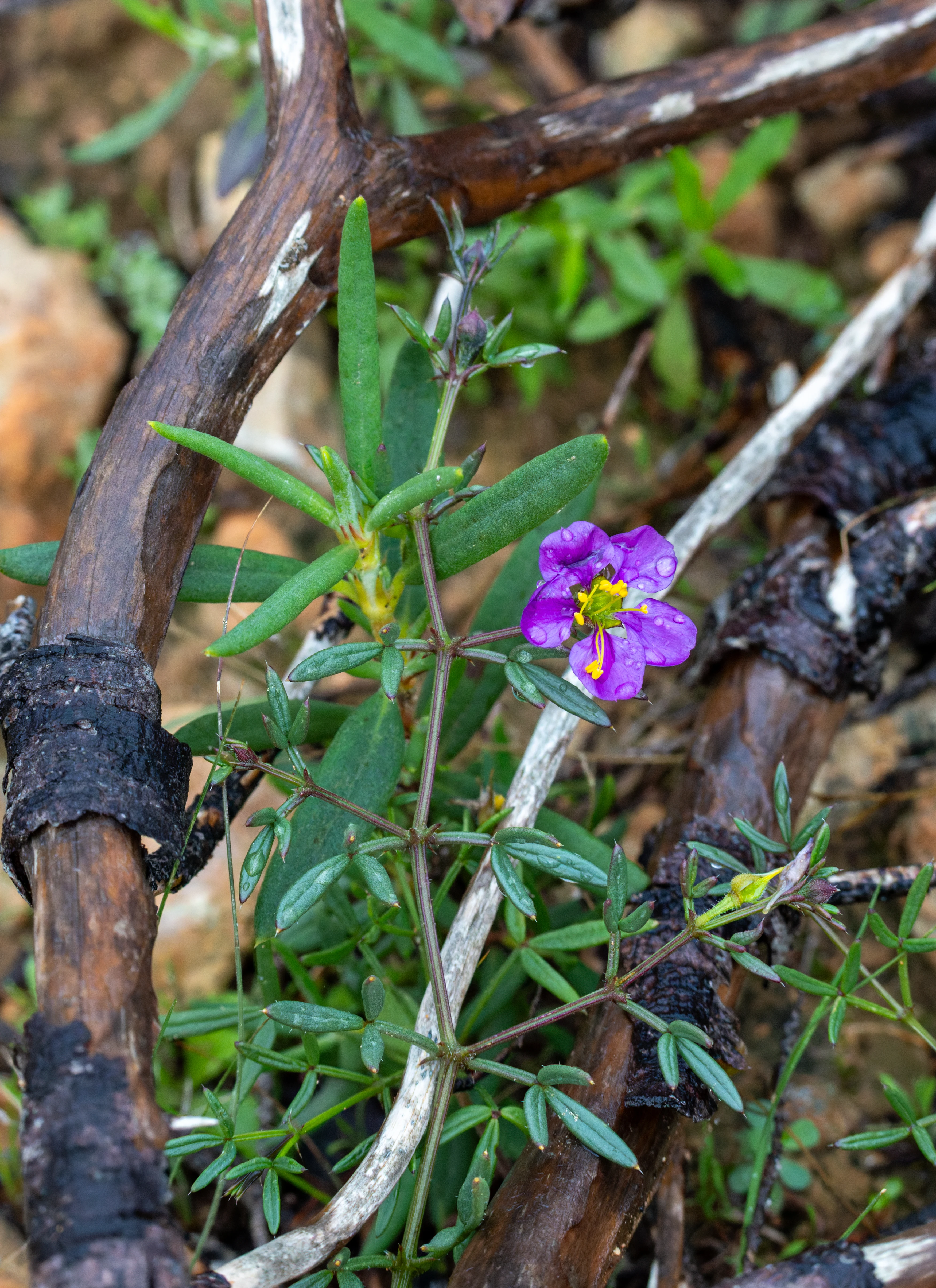 Flower, Clot de Galvany, Alicante, Spain — photo by Orlando Prugel-Bennett