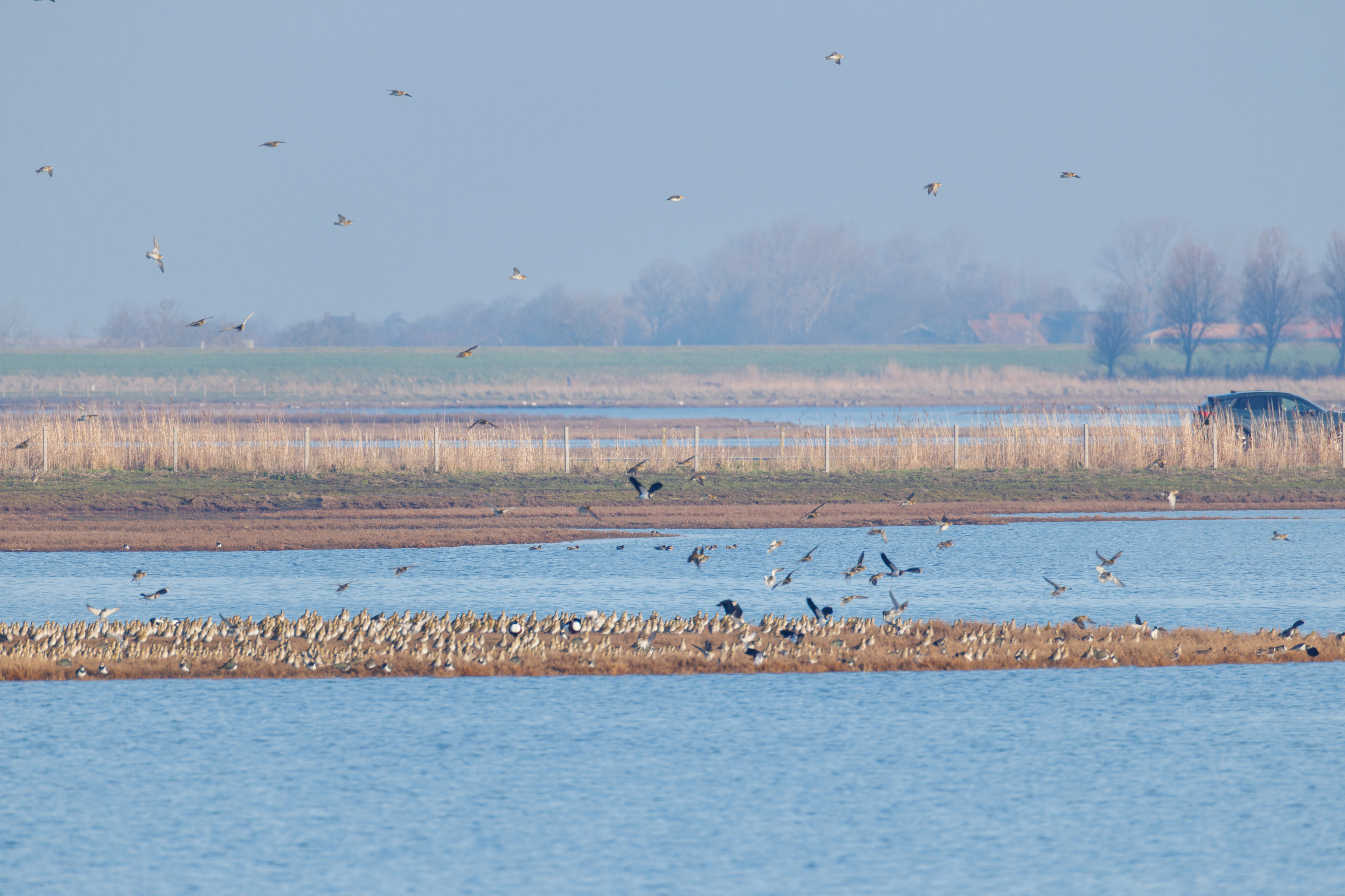European Golden Plovers and Northern Lapwings, Zeeland, Netherlands — photo by Orlando Prugel-Bennett