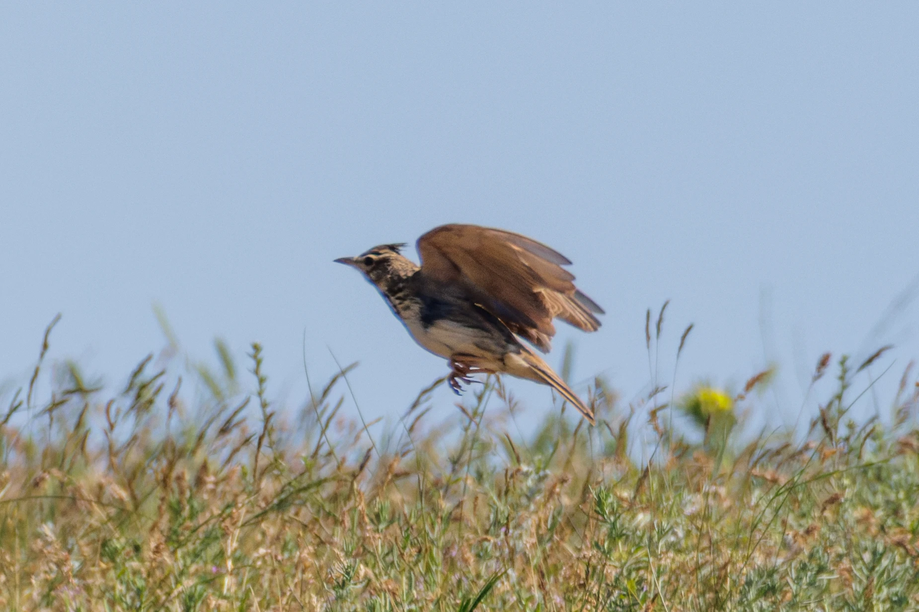 Eurasian Skylark, Romanian Steppe, Romania — photo by Orlando Prugel-Bennett