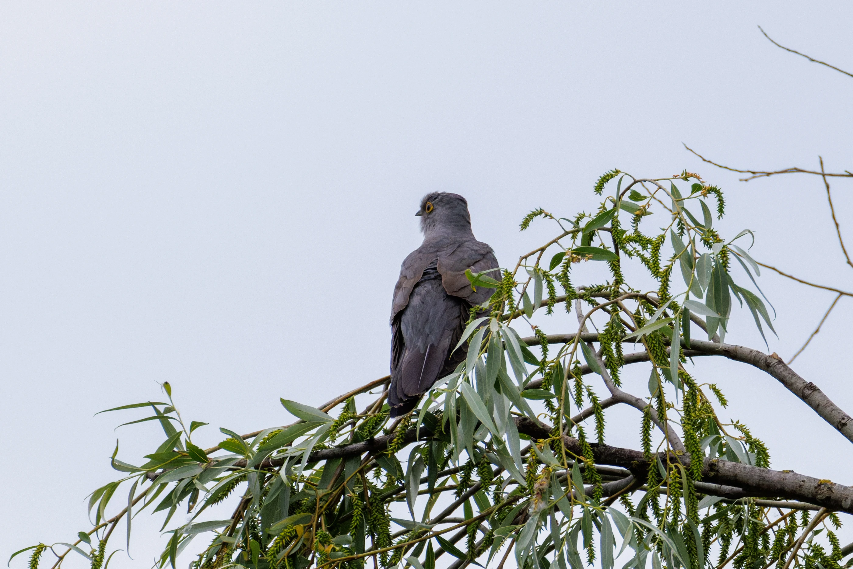 Common Cuckcoo, Danube Delta, Romania — photo by Orlando Prugel-Bennett