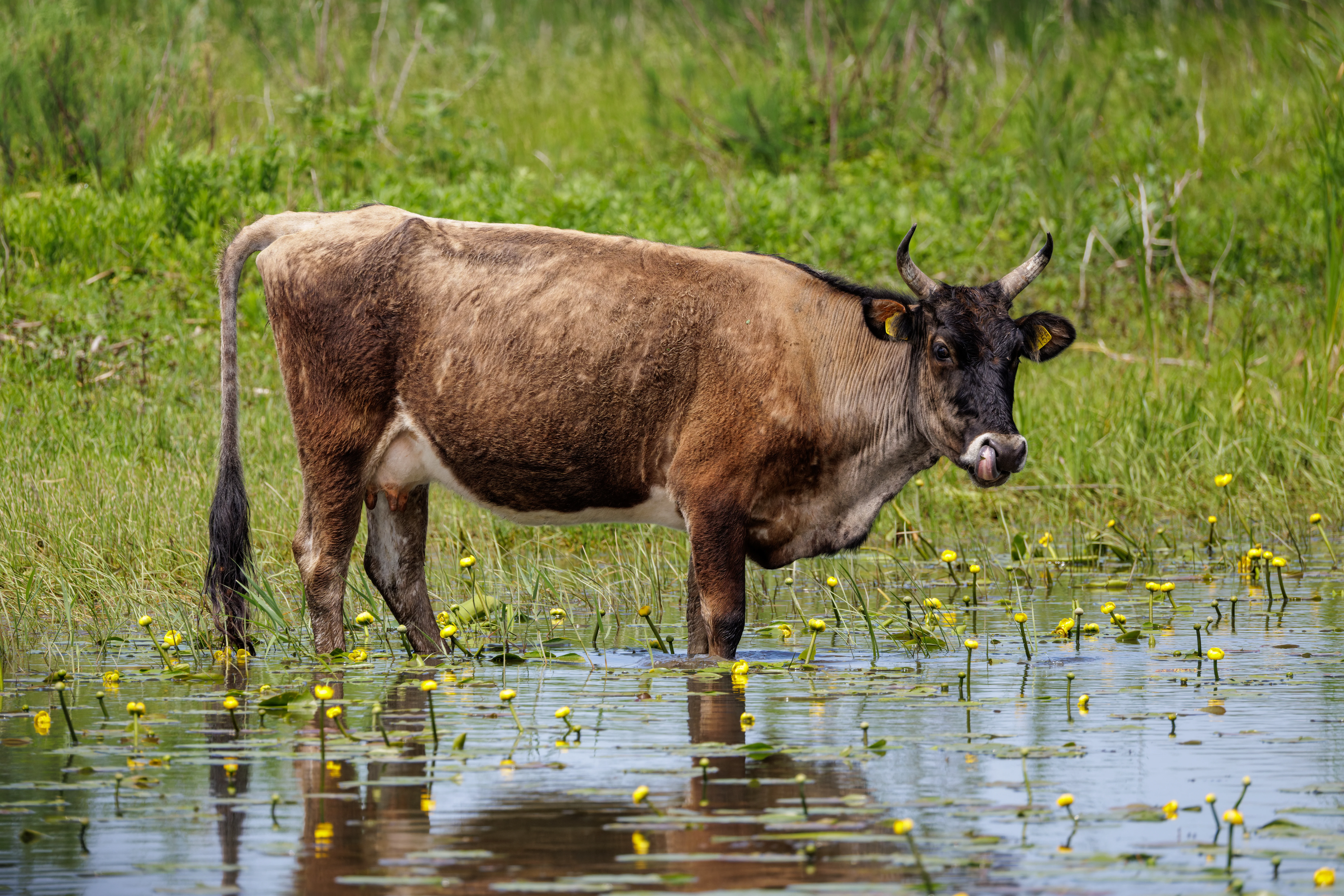Cow, Danube Delta, Romania — photo by Orlando Prugel-Bennett