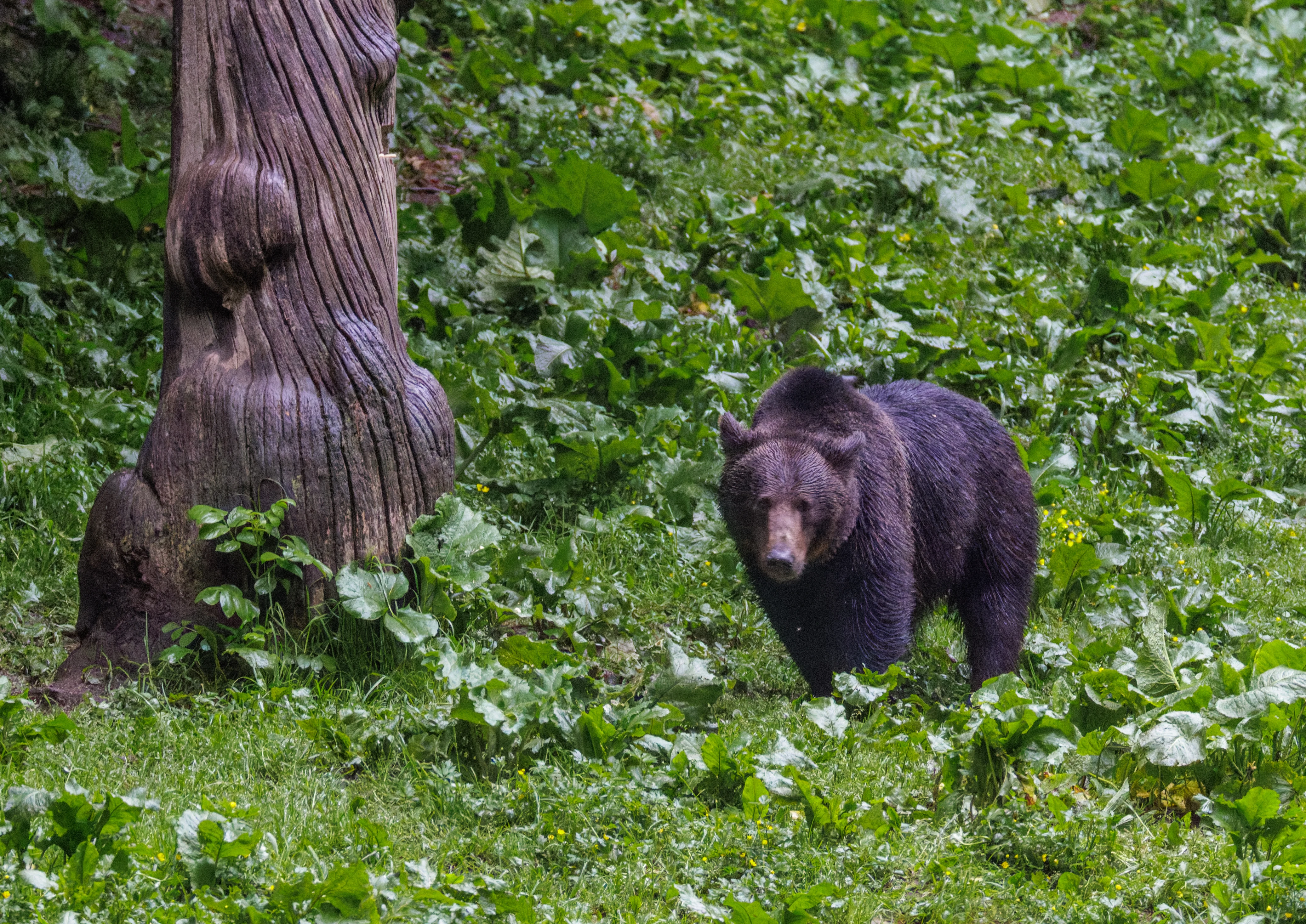 Brown Bear, Transylvania, Romania — photo by Orlando Prugel-Bennett
