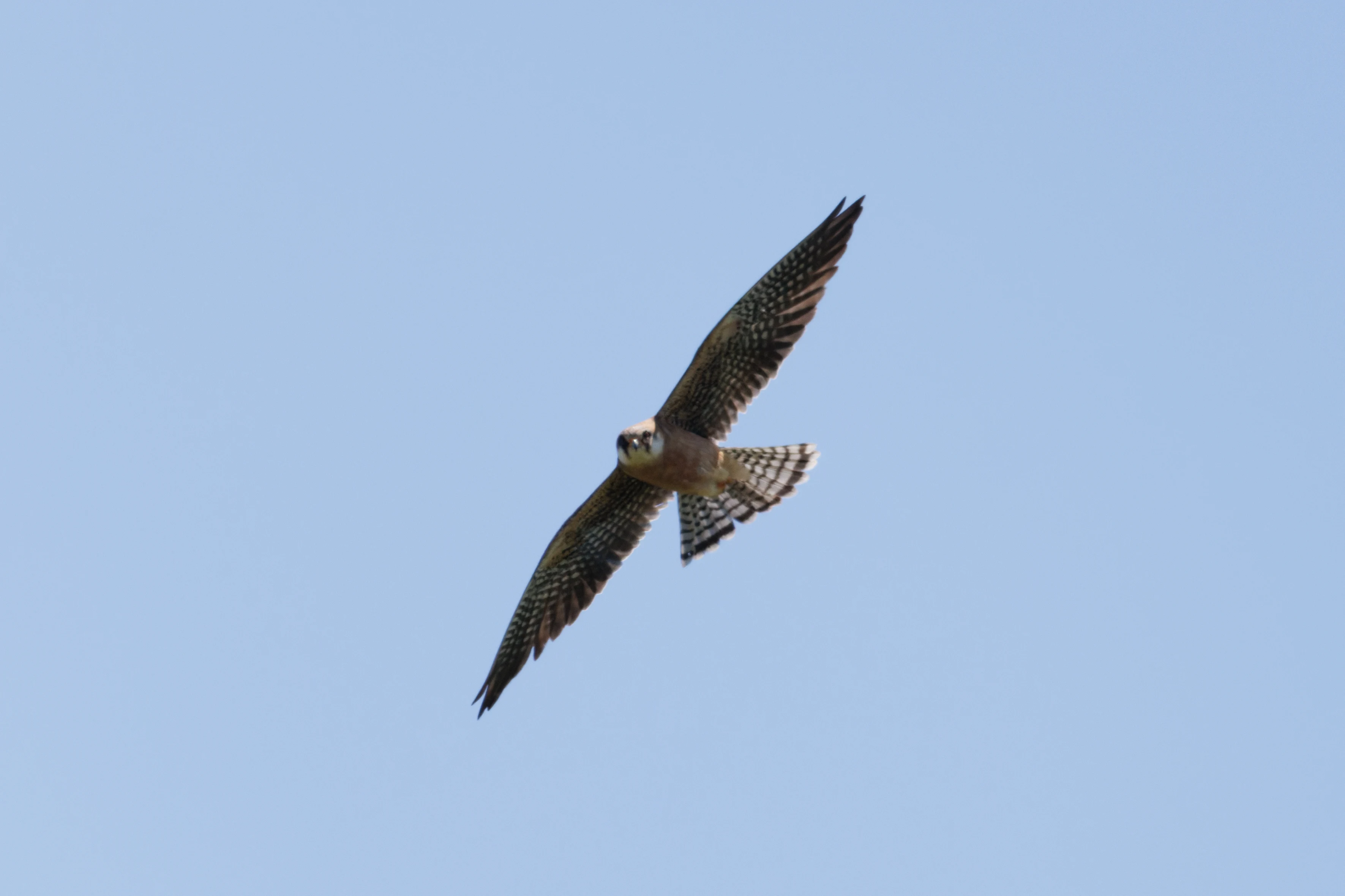Red-footed Falcon, Romanian Steppe, Romania — photo by Orlando Prugel-Bennett